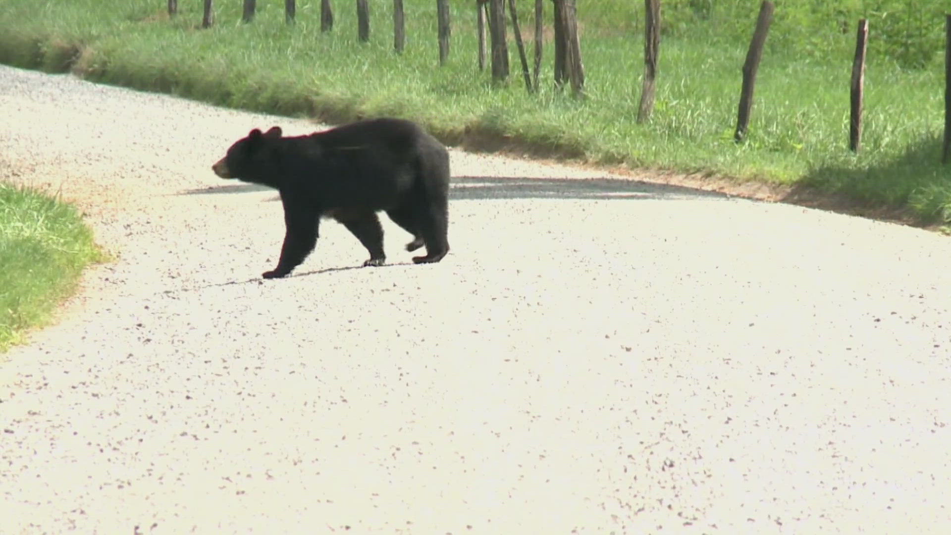 According to the Great Smoky Mountain National Park, there have been an average of 339 negative human-bear encounters annually for the last decade.