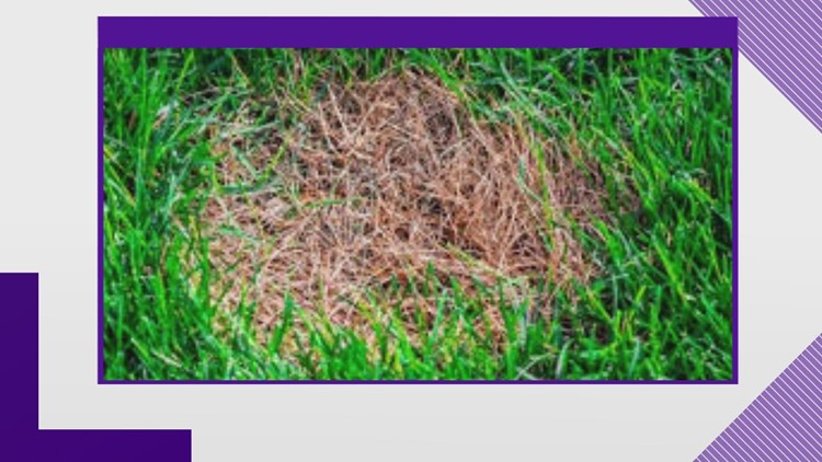 Seeing circular brown patches in your grass? Neal Dentons explains the fungus it could be