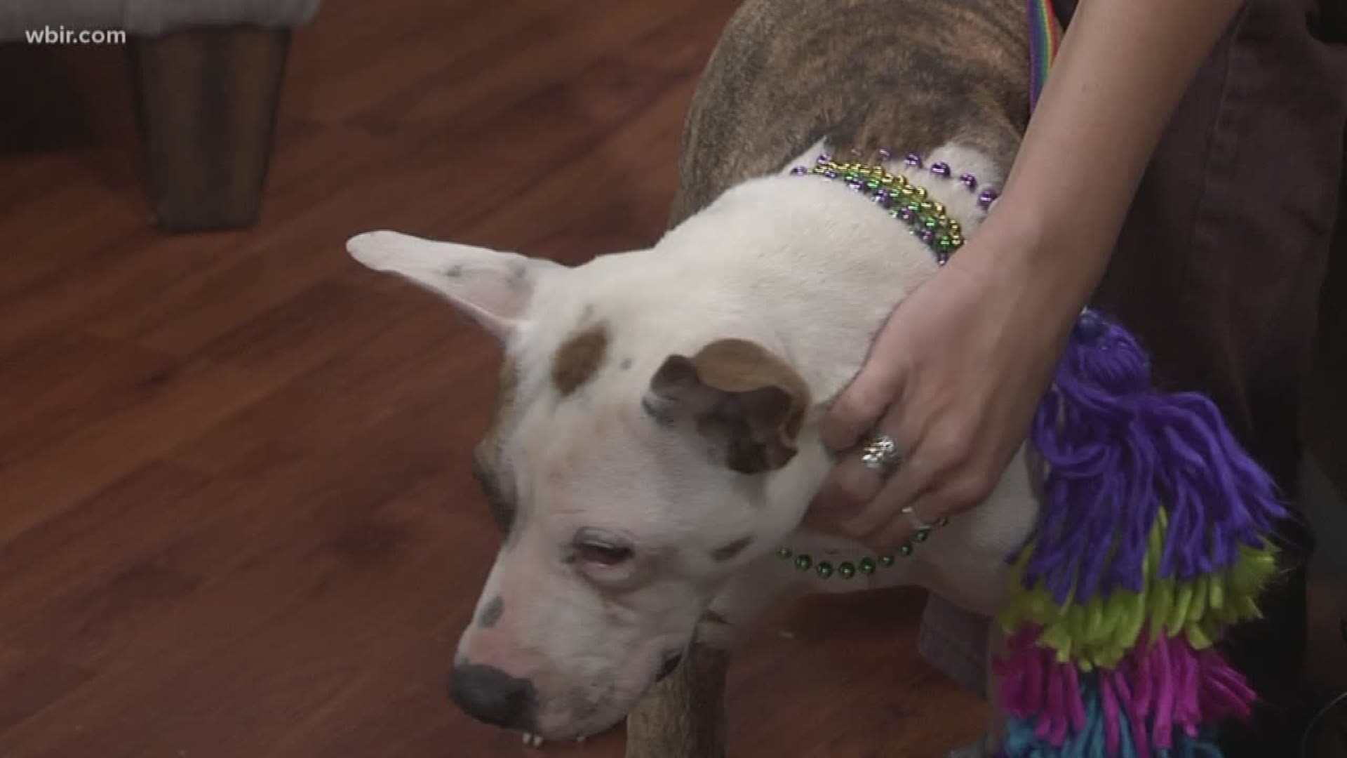 Doctor Lisa Chassy from Young-Williams Animal Center brings in this adorable, adoptable pup named Annie.