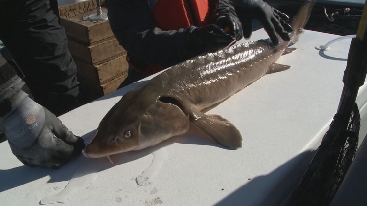 freshwater sturgeon for sale