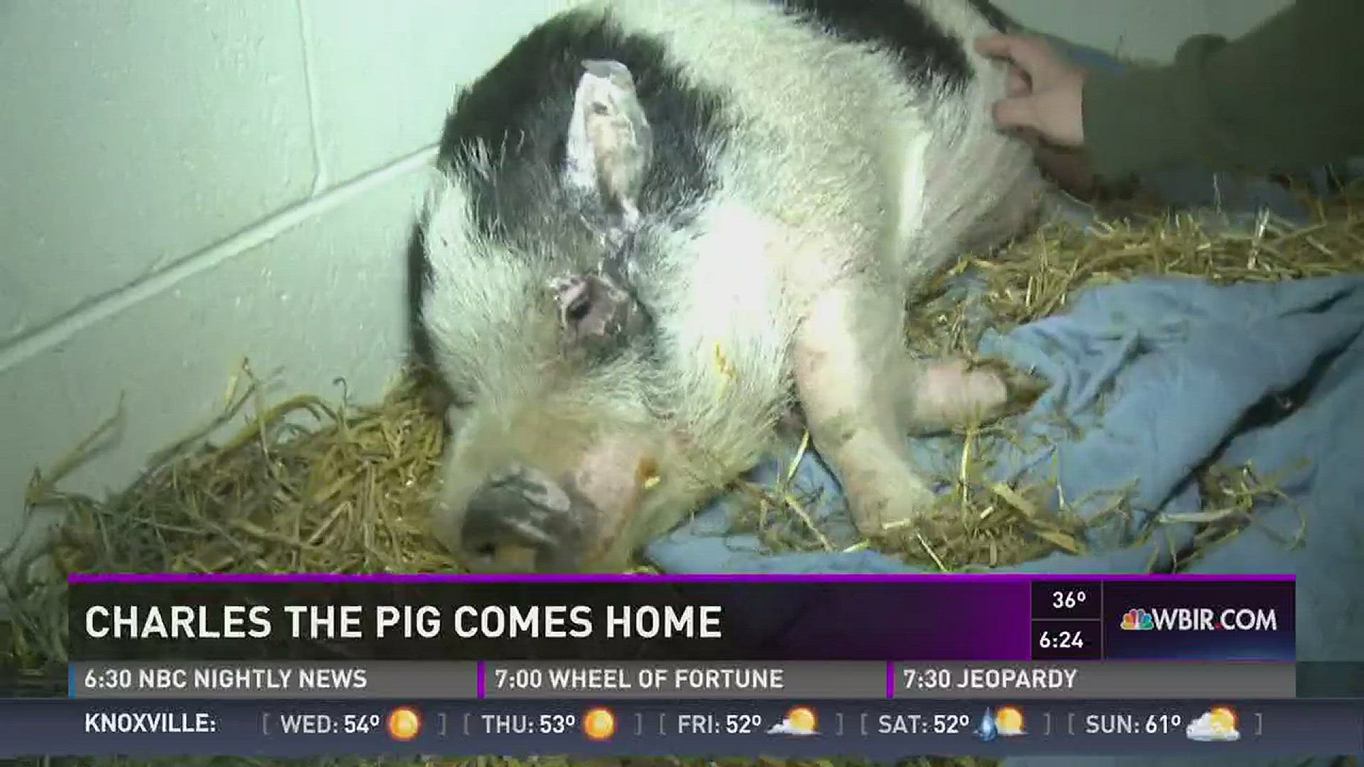 Charles the Sevier County pig, rescued after last month's fire disaster, is going back to be with his family. Dec. 20, 2016