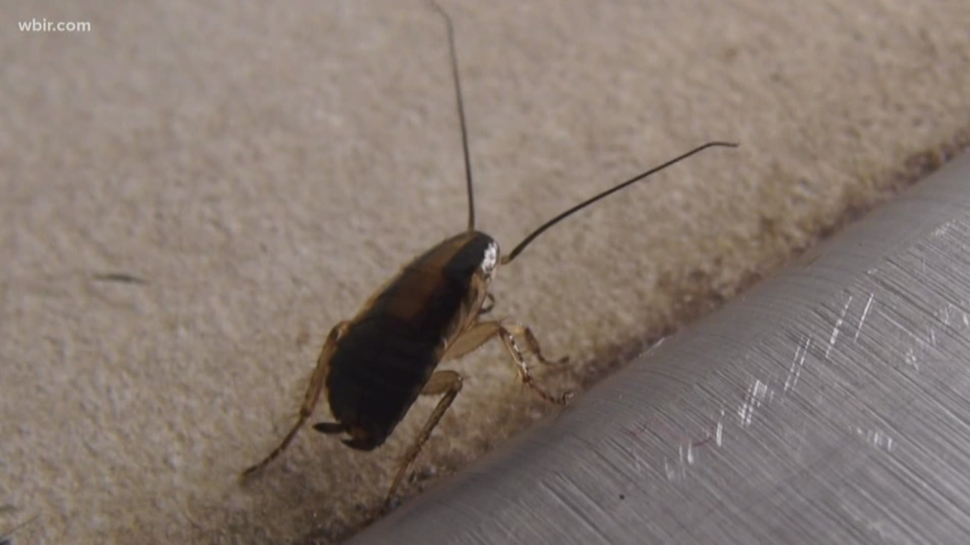 You never know what pests could be lurking in your kitchen and in the appliances you use every day.