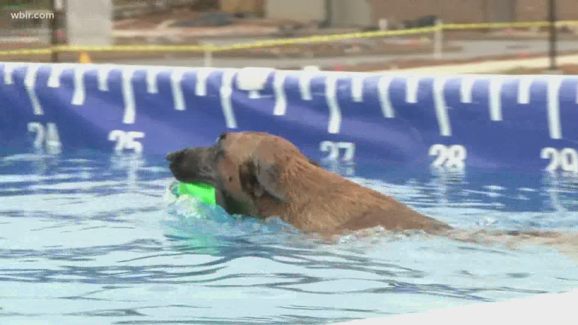 Dock Dogs resume jumping competitions in Knoxville