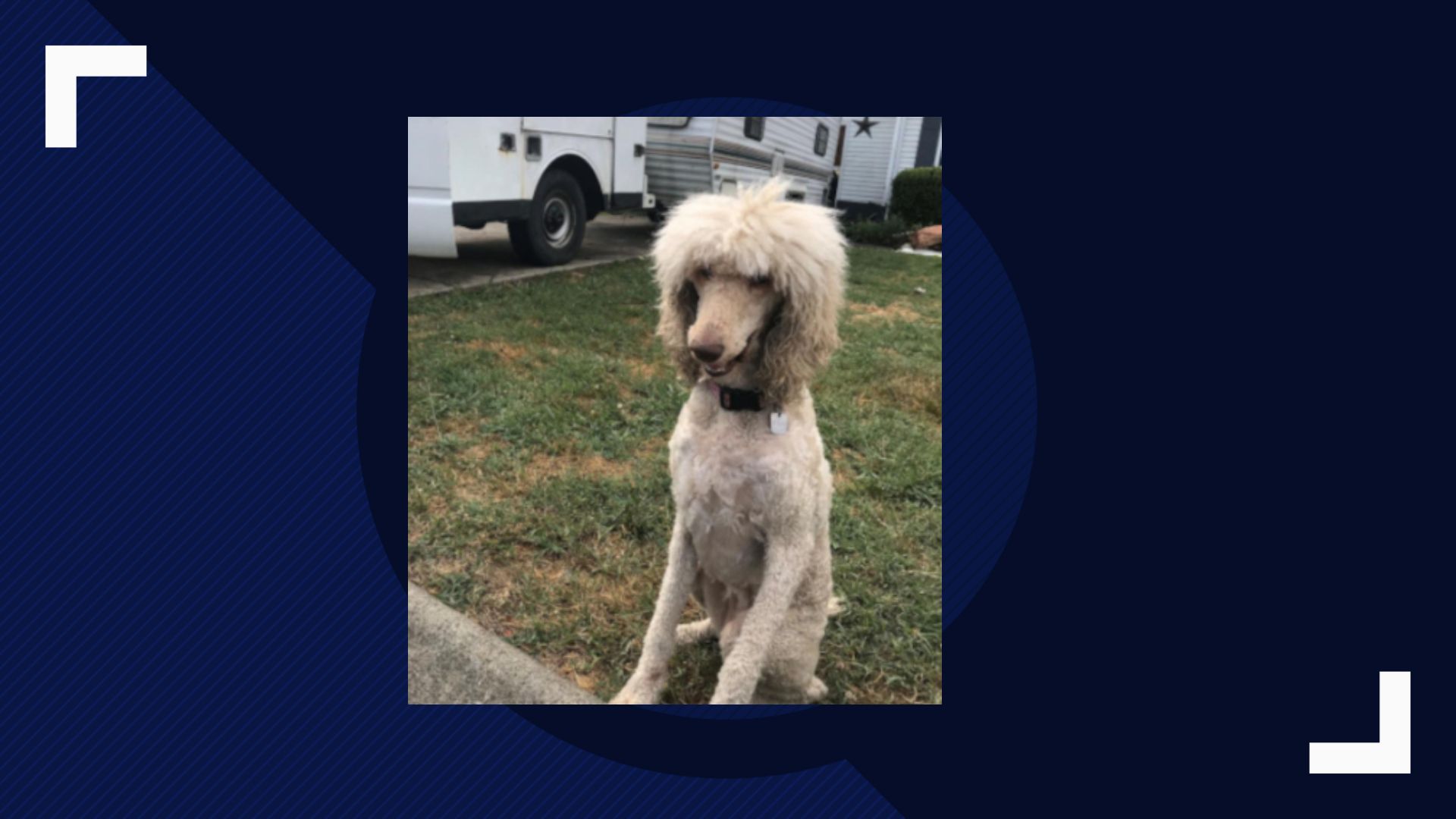 Dog saves Tennessee family from devastating house fire | wbir.com