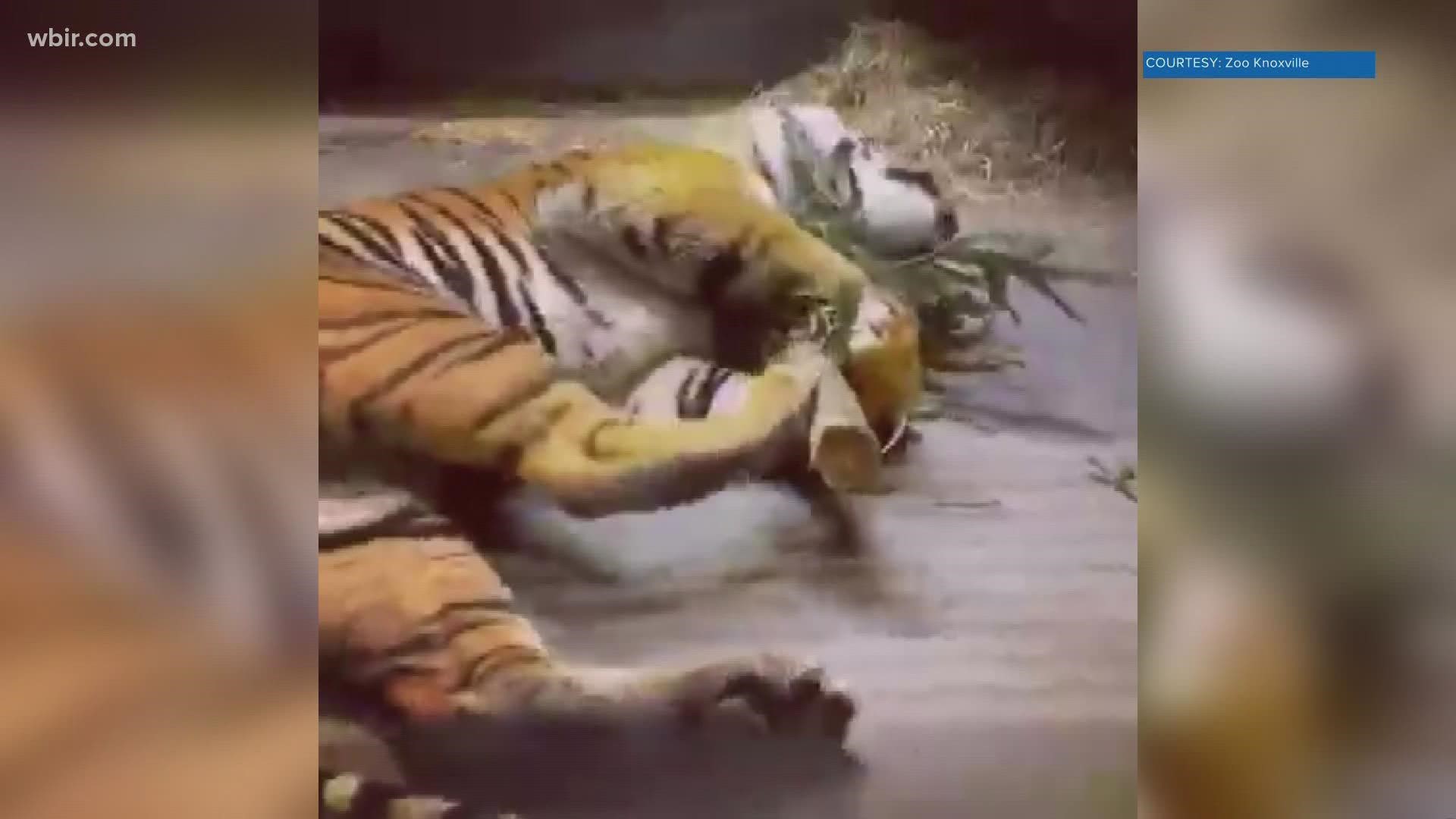 A Zoo Knoxville tiger just couldn't let go of his Christmas tree.