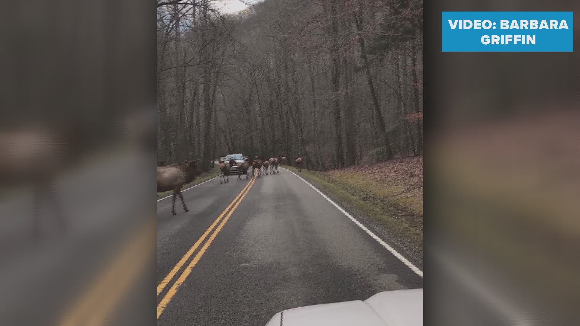 Giant herd of majestic elk cross Hwy 