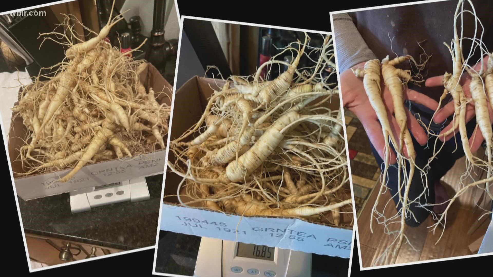 Ginseng hunting is an Appalachian tradition, and families have passed it down to their children generations.