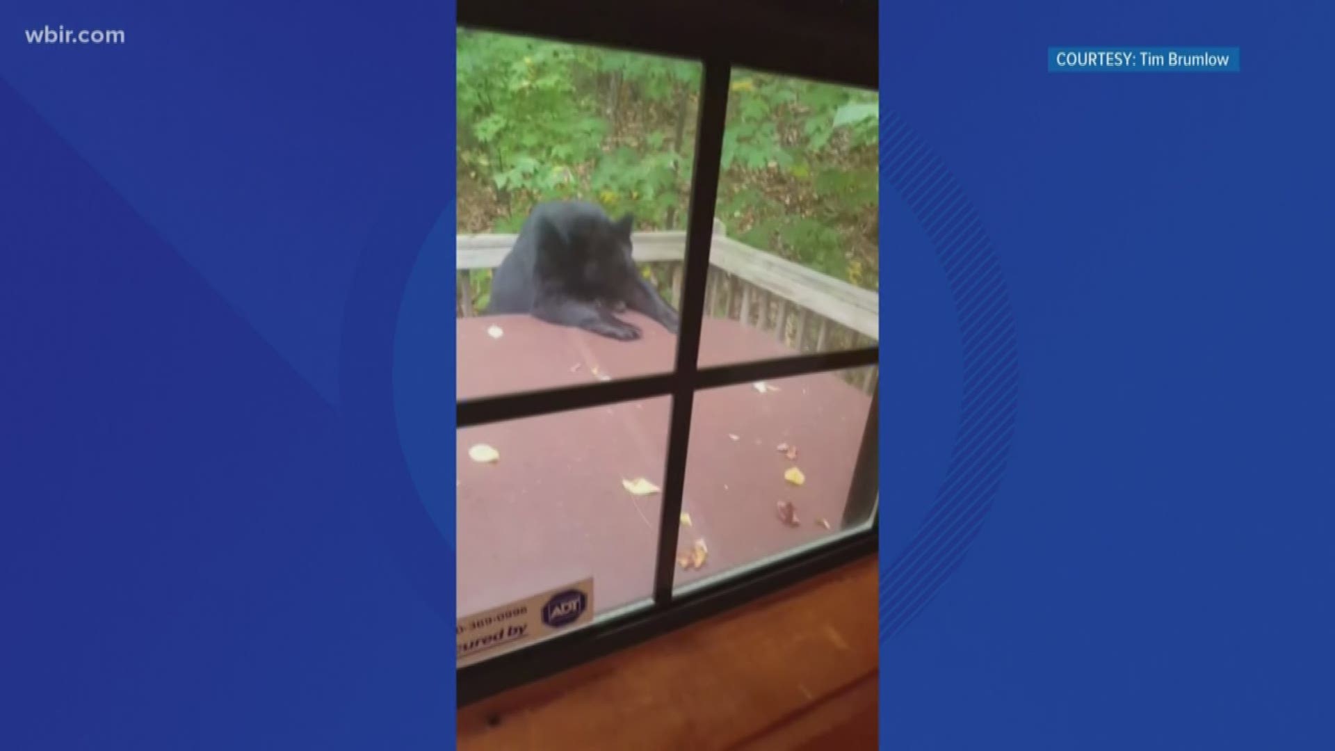 Tim Brunlow and his family looked outside last weekend and saw a bear pulling the lid off the hot tub on the porch of the cabin they were staying in.