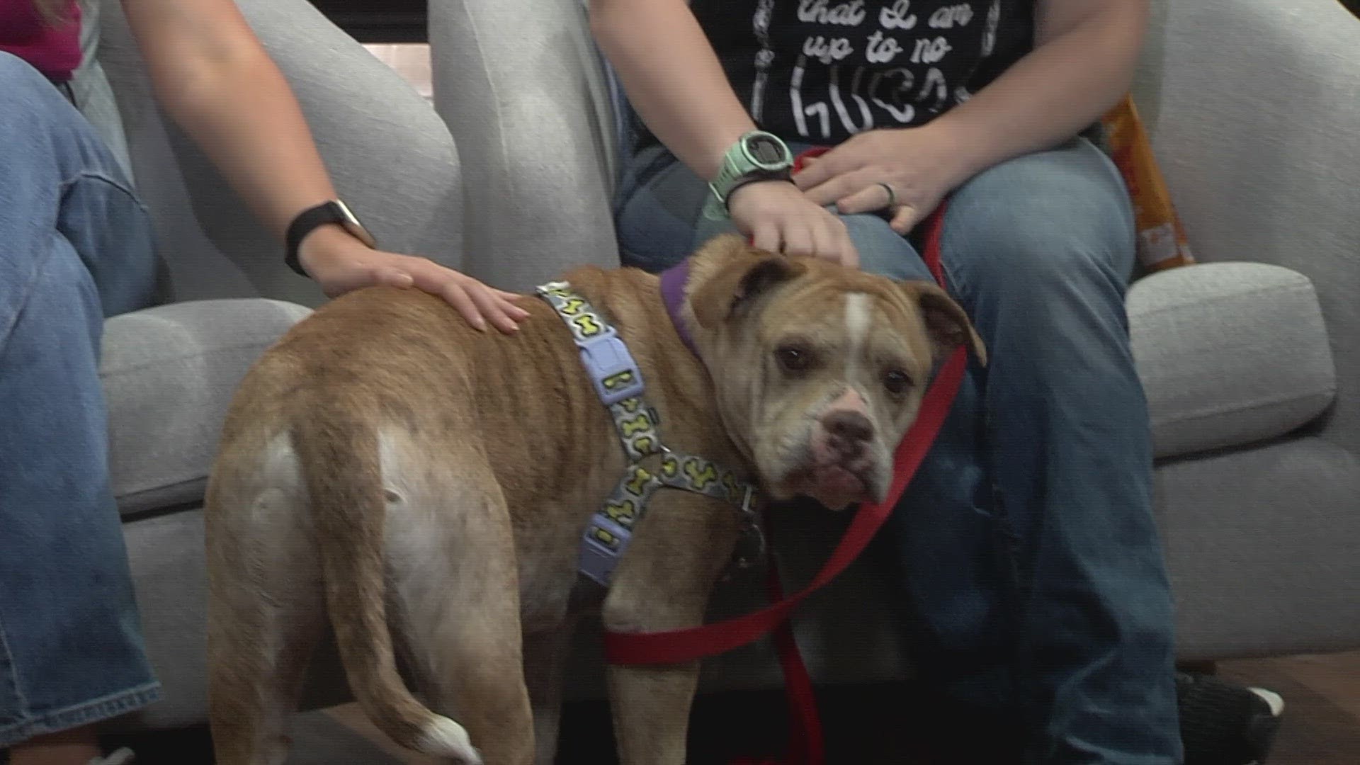 Meet Capone, our Young-Williams Animal Center Pet of the Week!