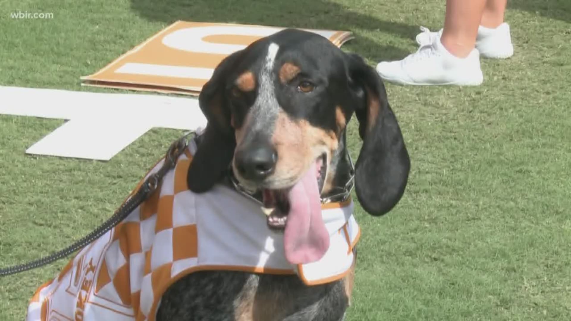 Tennessee mascot Smokey is celebrating 66 years on the sidelines | wbir.com