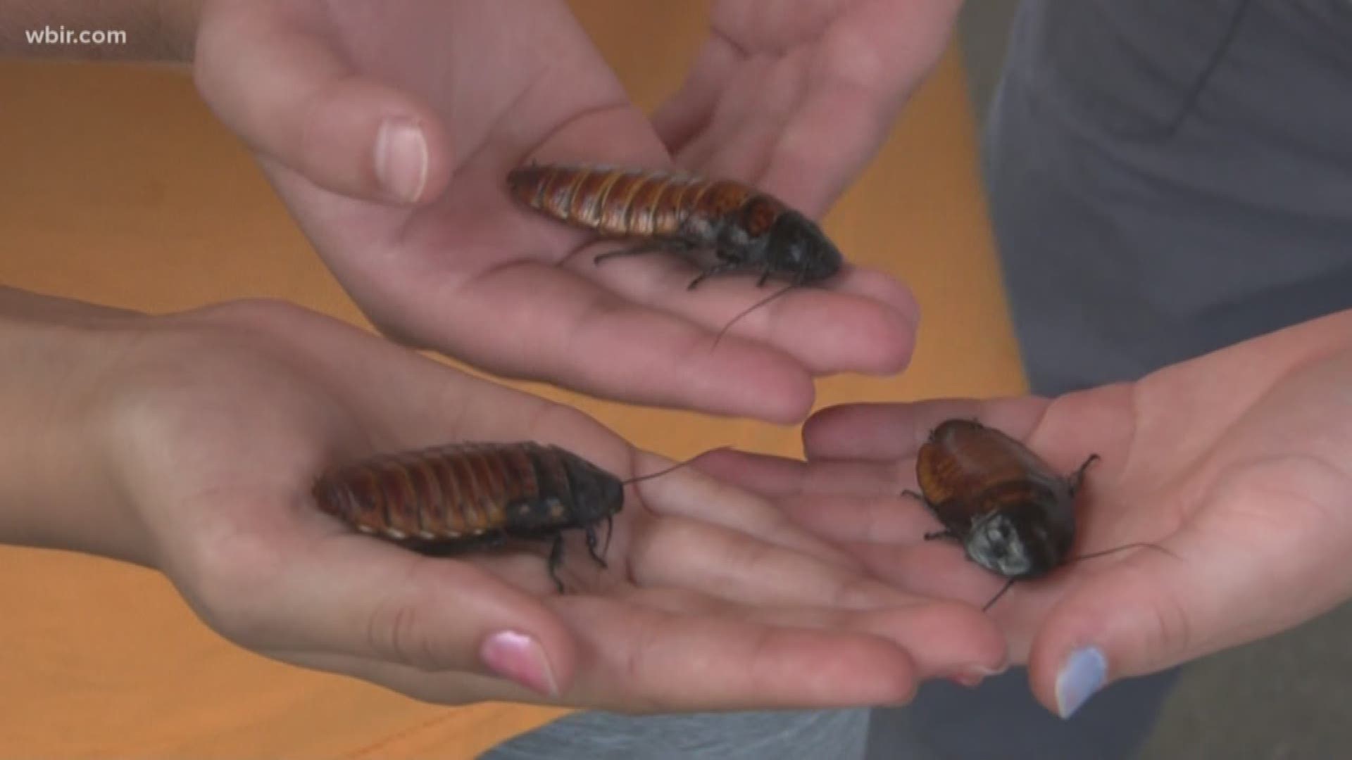 Rising second through fourth graders are getting the chance to be up close and personal with all kinds of insects.