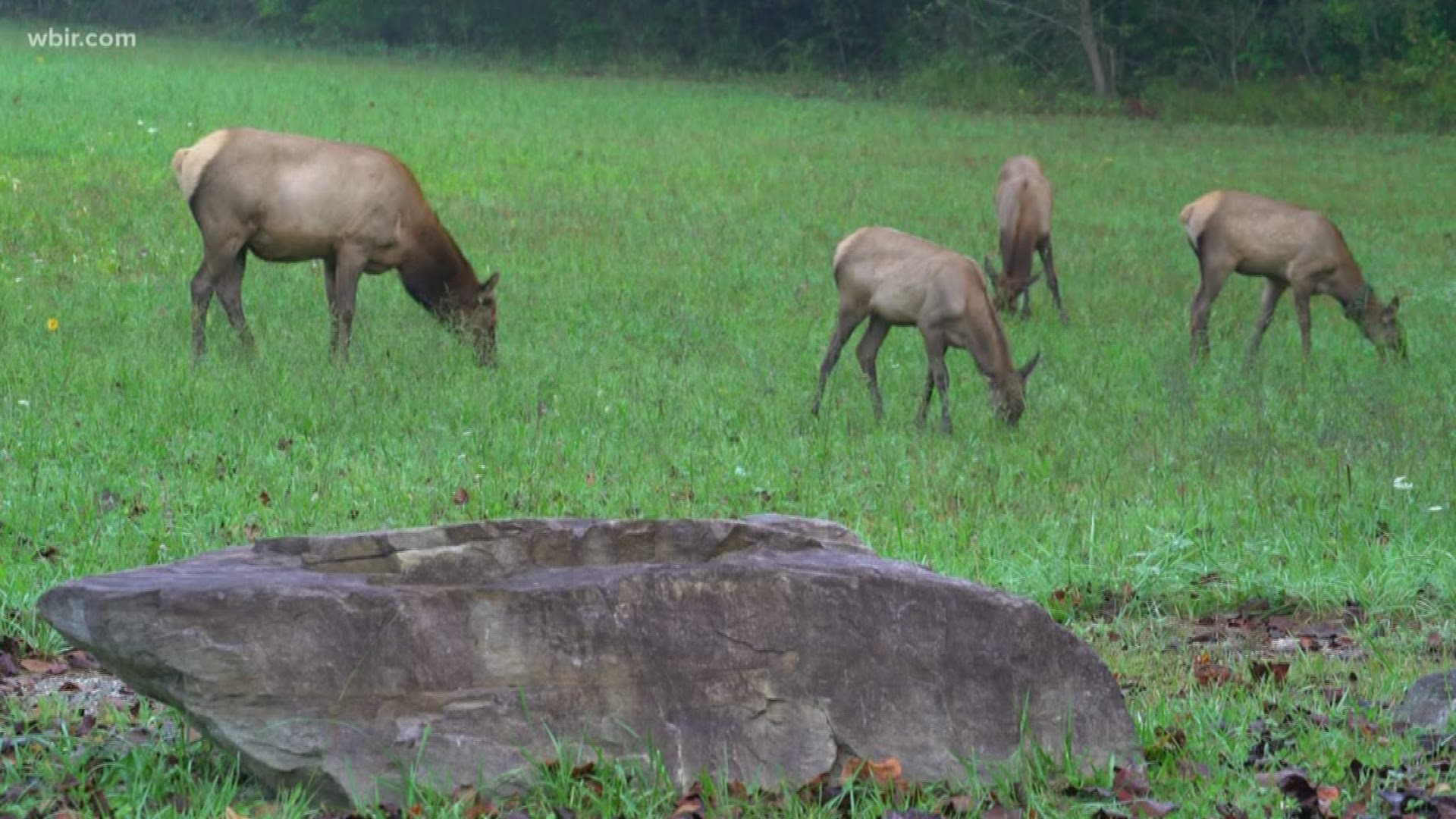 Experts say a big reason the elk population has taken off is that the elk wised up and adapted to living with predators in the Smokies.