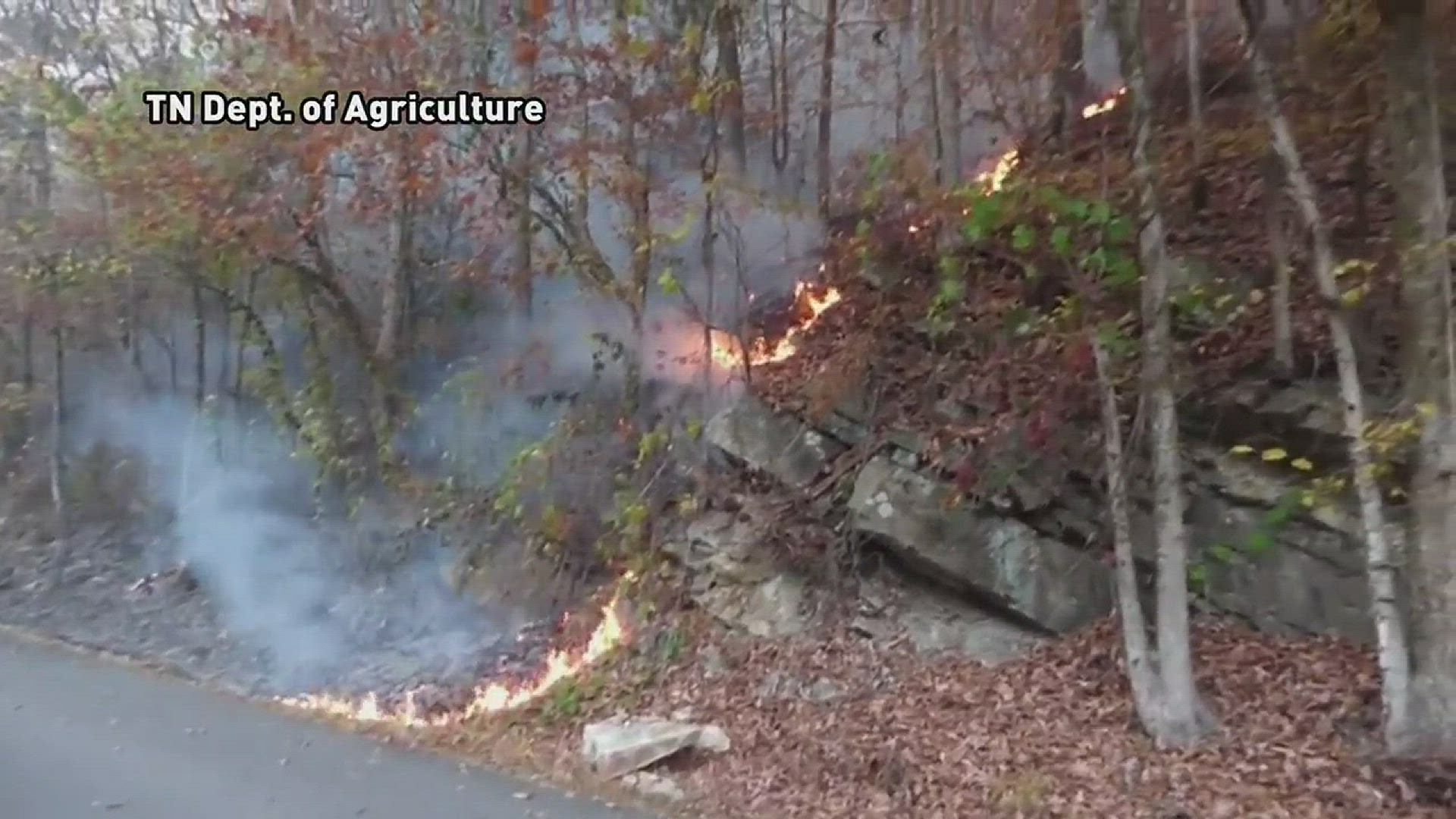 Video from TN Department of Agriculture from East Miller Cove fire in Blount County showing dangers of wildfire such as loose, rolling rock and trees snags against power lines. (Nov. 18, 2016)