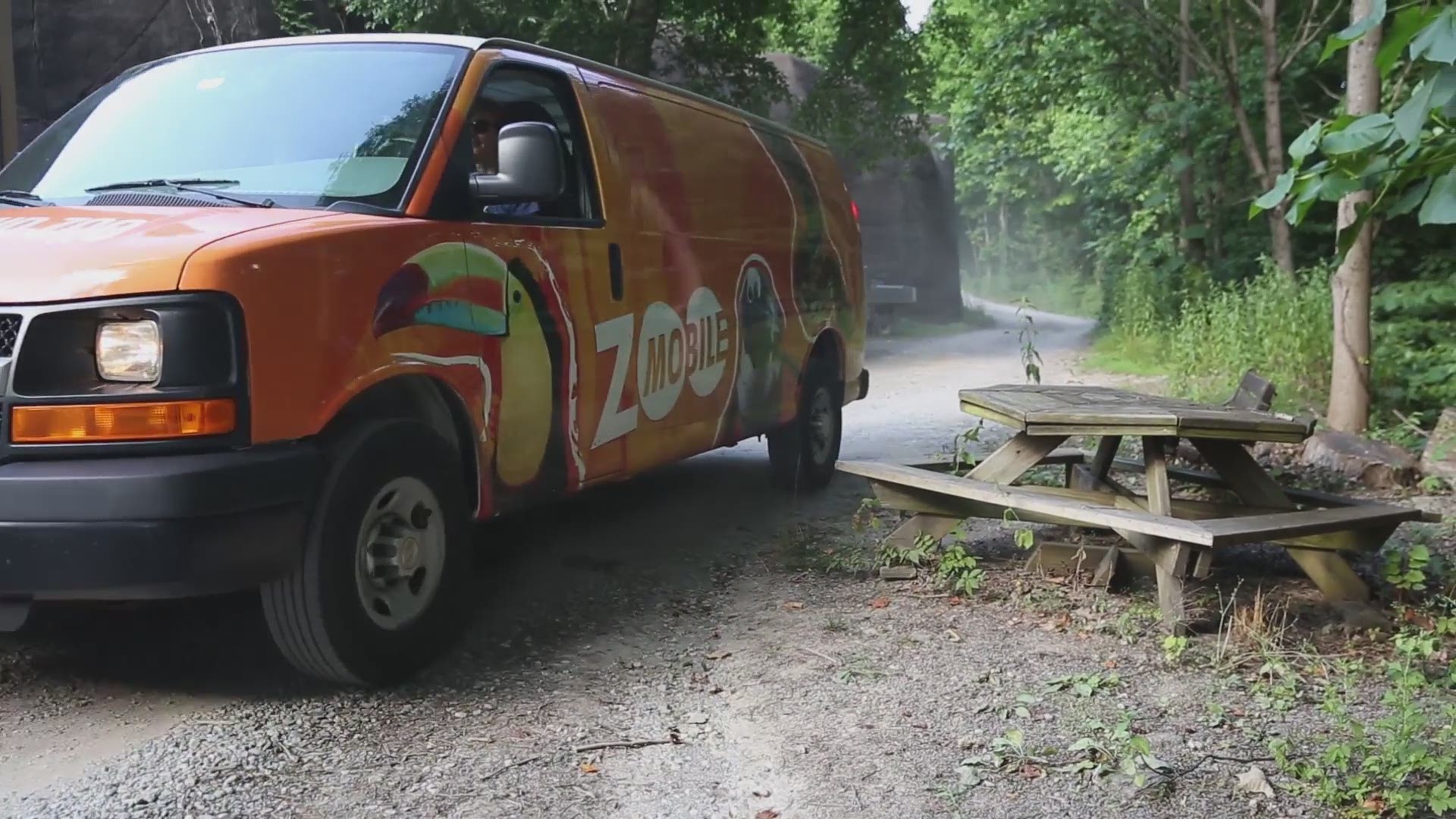 This video from Zoo Knoxville introduces Jambo to the chimp troupe. It's hoped one of the zoo's four male chimps will catch her fancy and they'll eventually mate.