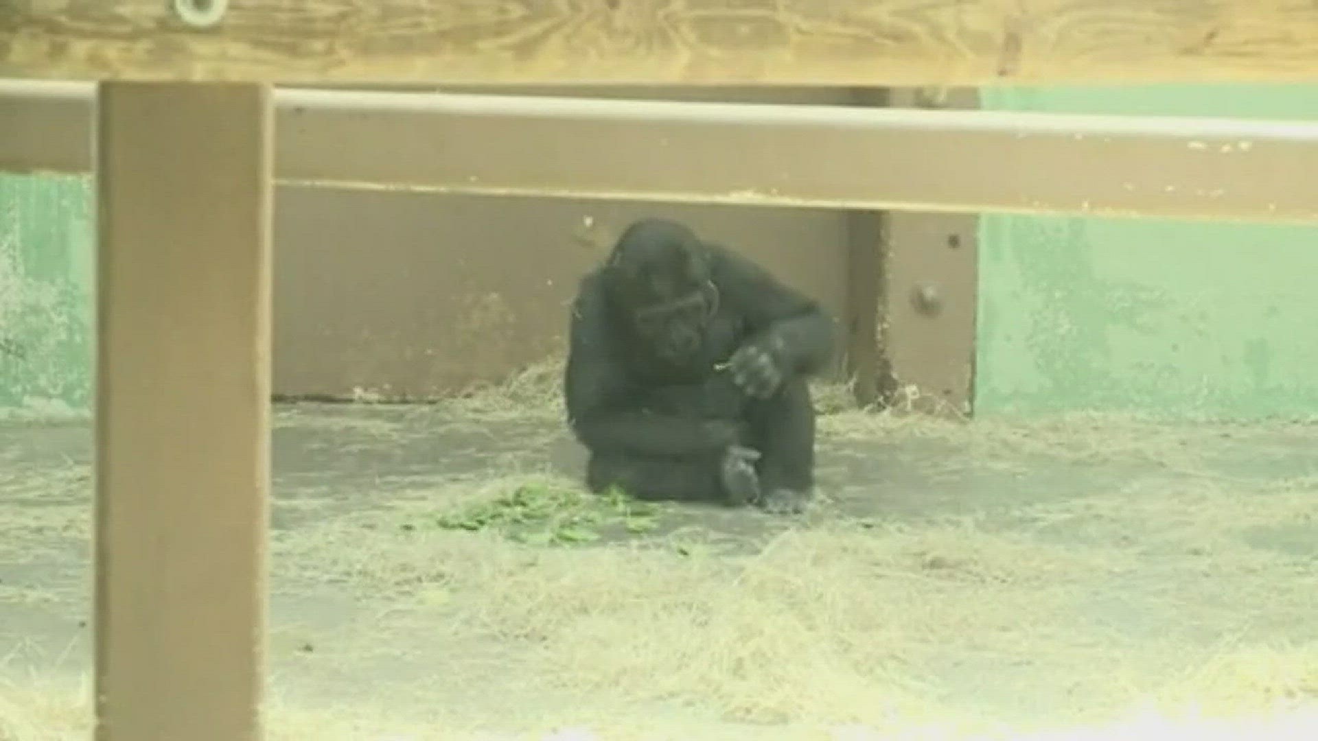 Update on the gorilla families that reside at Zoo Knoxville. Watch each day for live streaming of various animal exhibits at Zoo Knoxville.May 3, 2017-Live at Five at 4