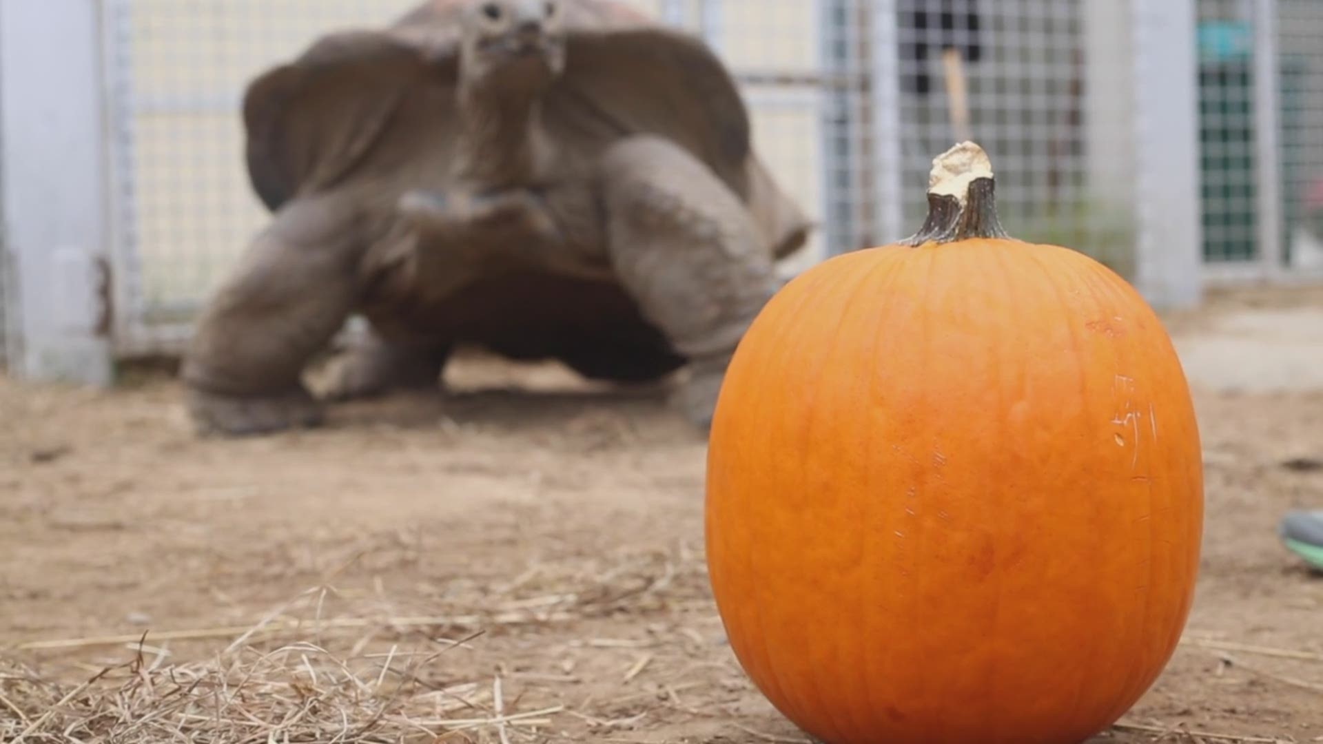 In honor of Halloween, Al the Aldabra giant tortoise at Zoo Knoxville was given a pumpkin to snack on