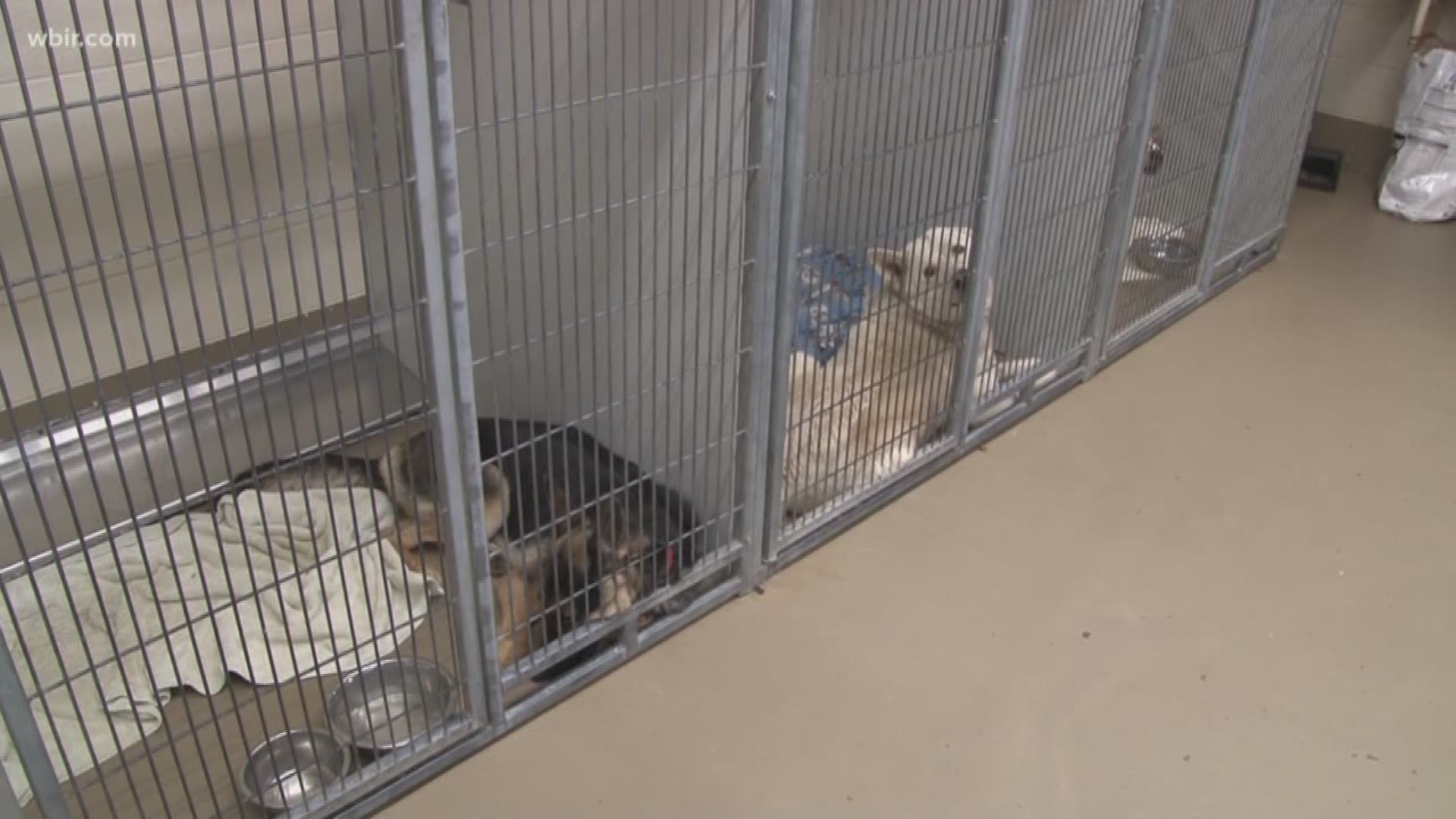 Adult dog adoption cost lowered to $40 at YWAC, shelter at 'critical  capacity' 