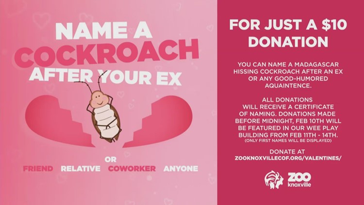 Zoo Knoxville giving people a chance to name a cockroach after their ex during new fundraiser
