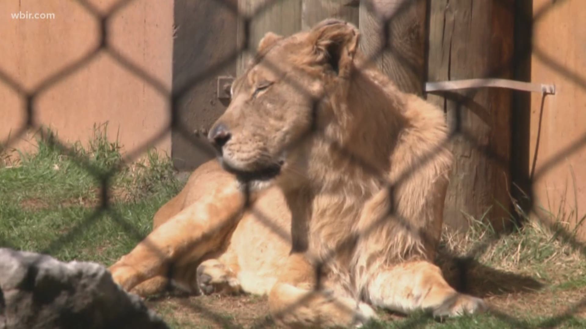 The 23-year-old matriarch of Zoo Knoxville's lion pride has died.