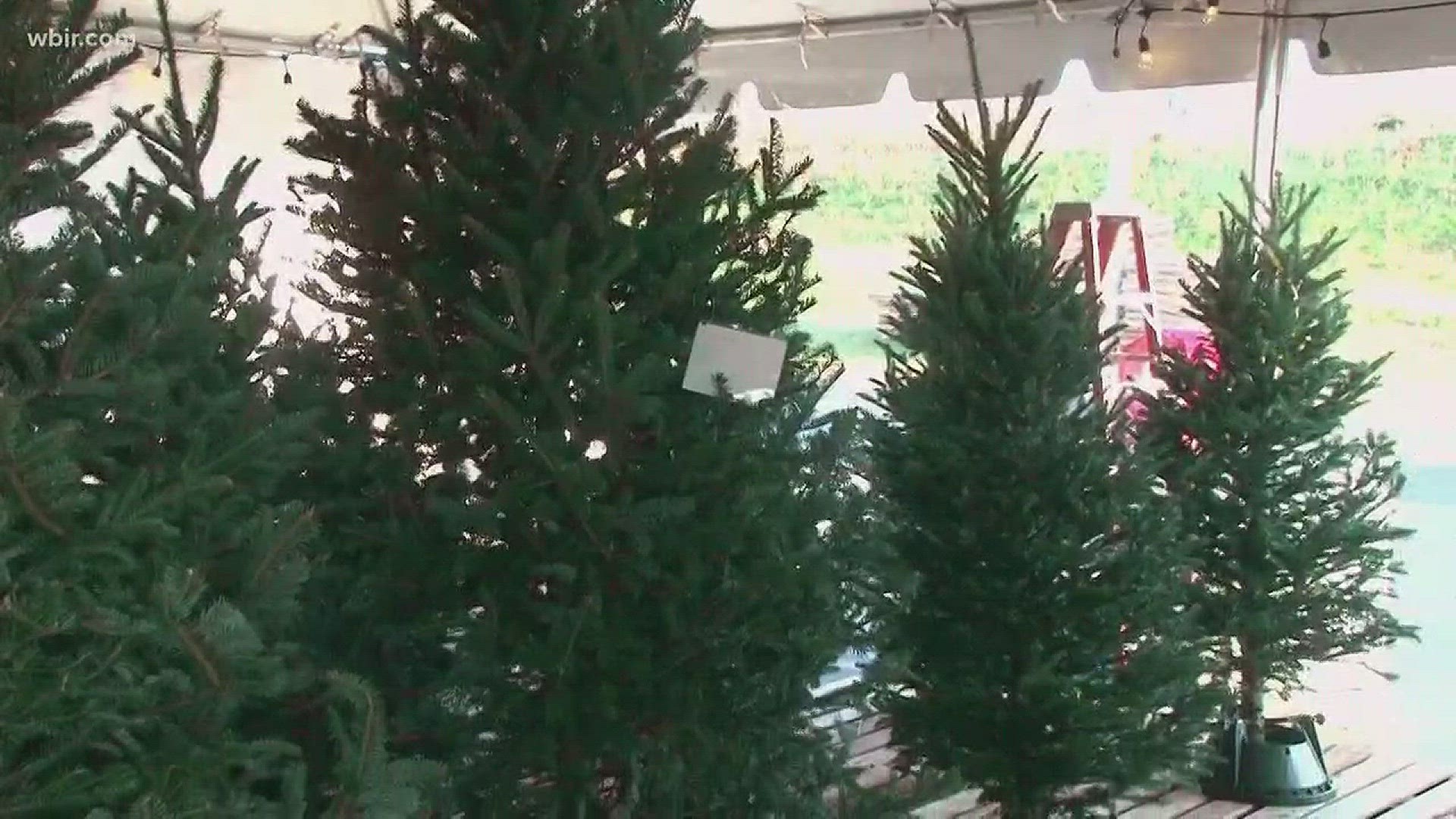 Dec. 4, 2017: The Freedom House Church of God is selling Christmas trees with proceeds going to benefit Second Harvest Food Bank of East Tennessee.