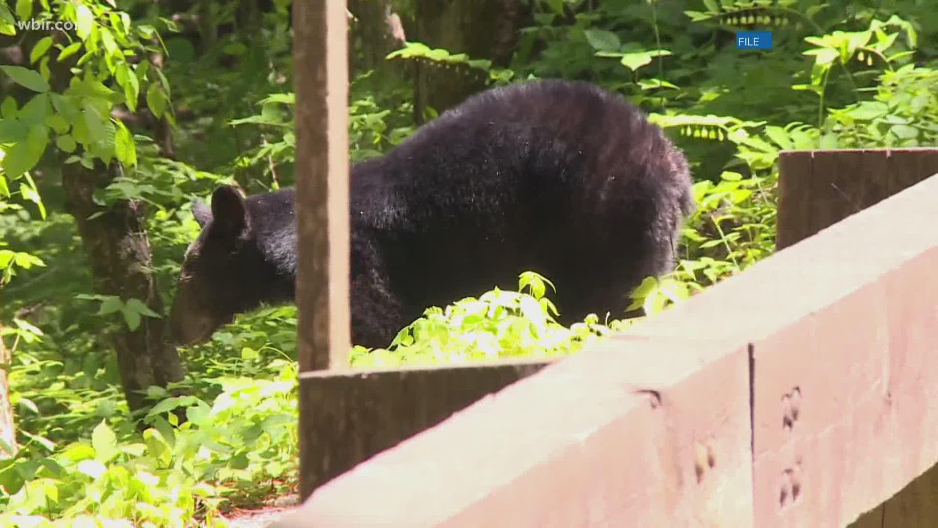 Family had hours-long standoff with bear from last week's attack.
