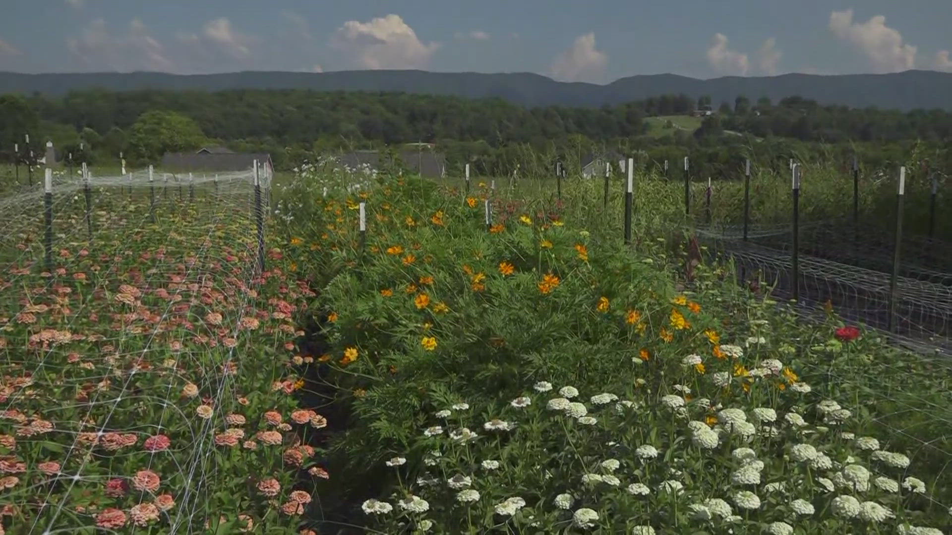 From the flower bars to flower clubs and buckets, Rainbow Roots Floral also serves in Knoxville and Lenoir City. 