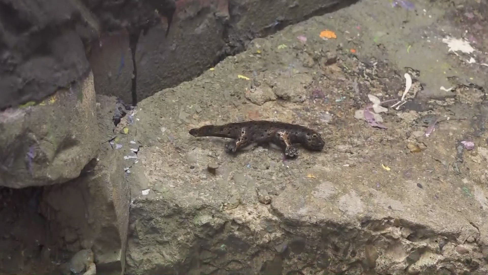 Downtown Knoxville invites visitors to explore new bronze newt sculptures in a fun, year-round scavenger hunt.