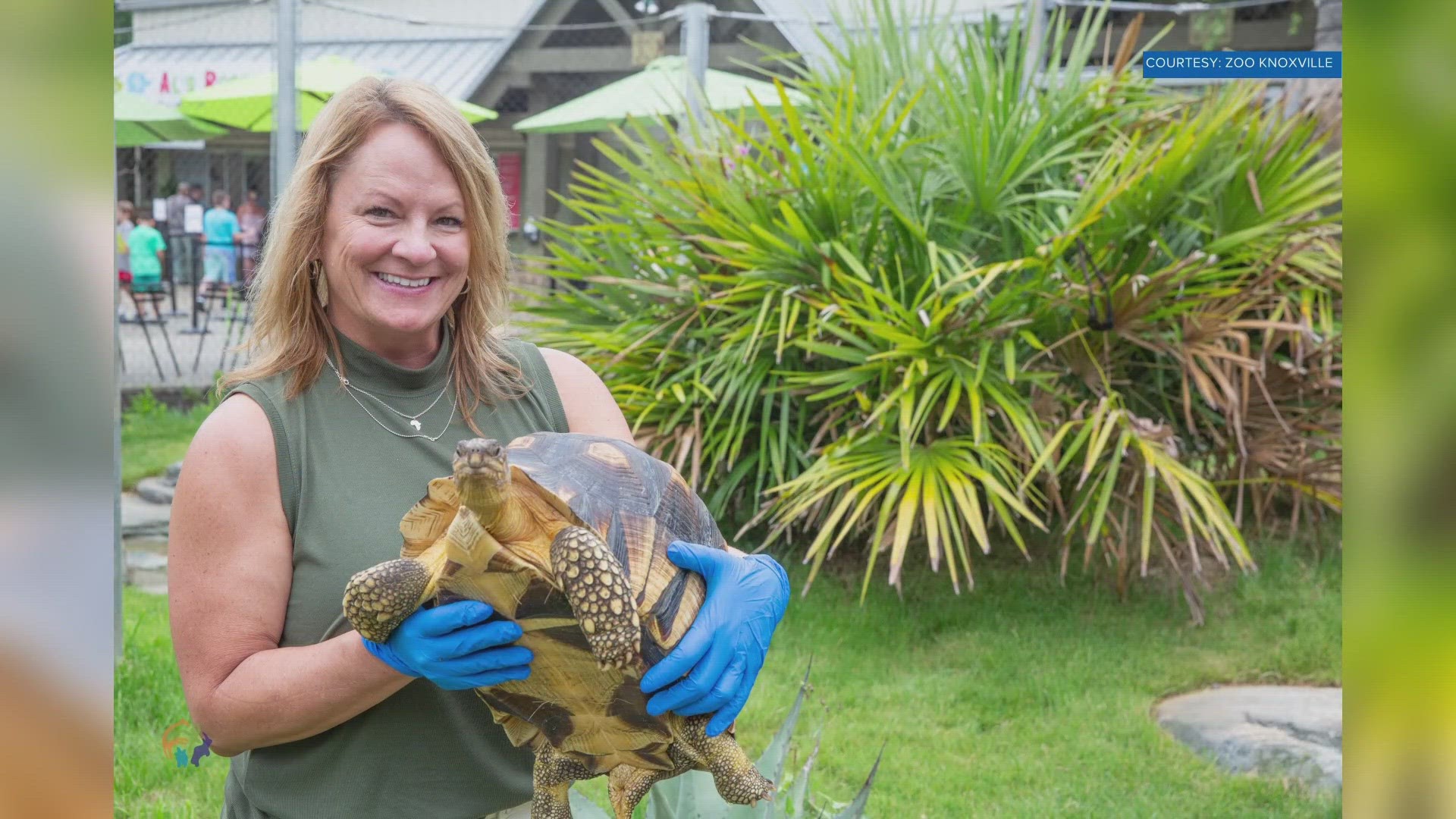 Lisa New, the previous Zoo Knoxville leader, accepted a position as CEO at the Dallas Zoo.