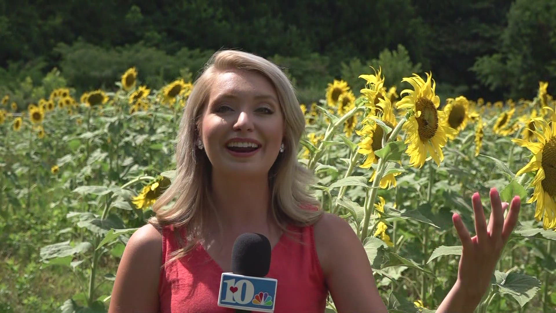 Here's a sunflower fun fact: Sunflowers face east when they are maturing.