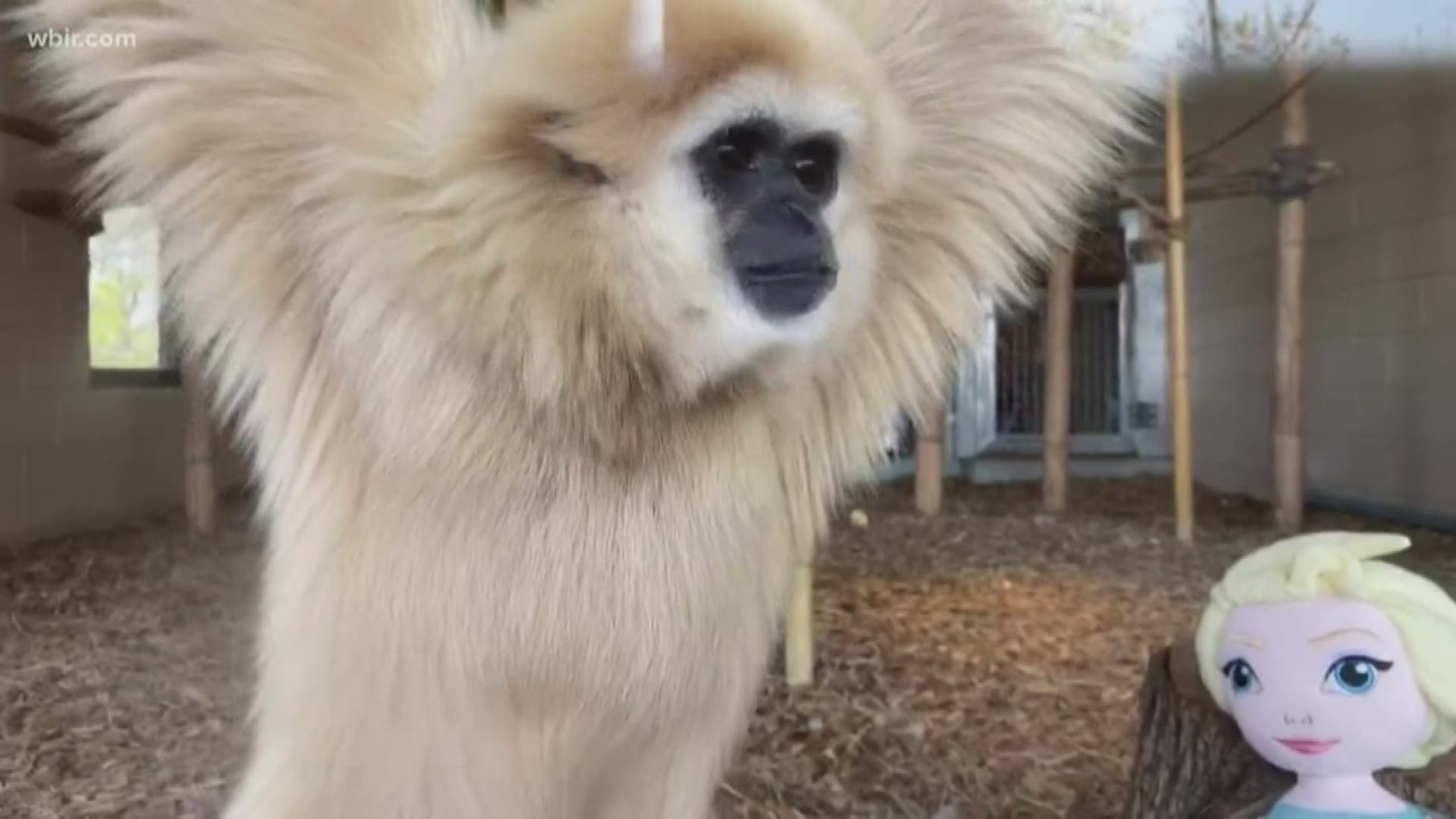 Zoo Knoxville shares some behind-the-scenes of their Gibbons exhibit. Visit zooknoxville.org to learn how to help them. April 3, 2020-4pm.