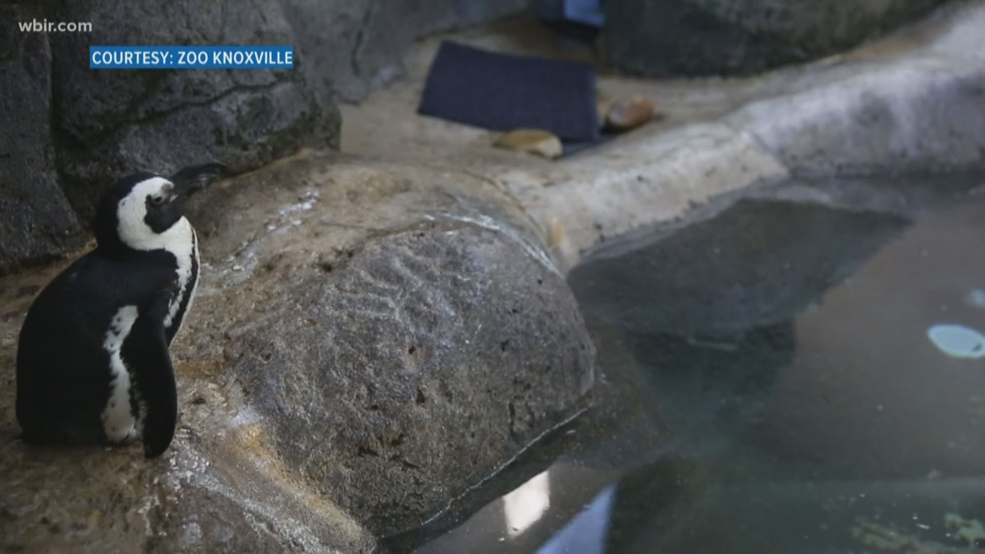 Zoo Knoxville to host penguin farewell