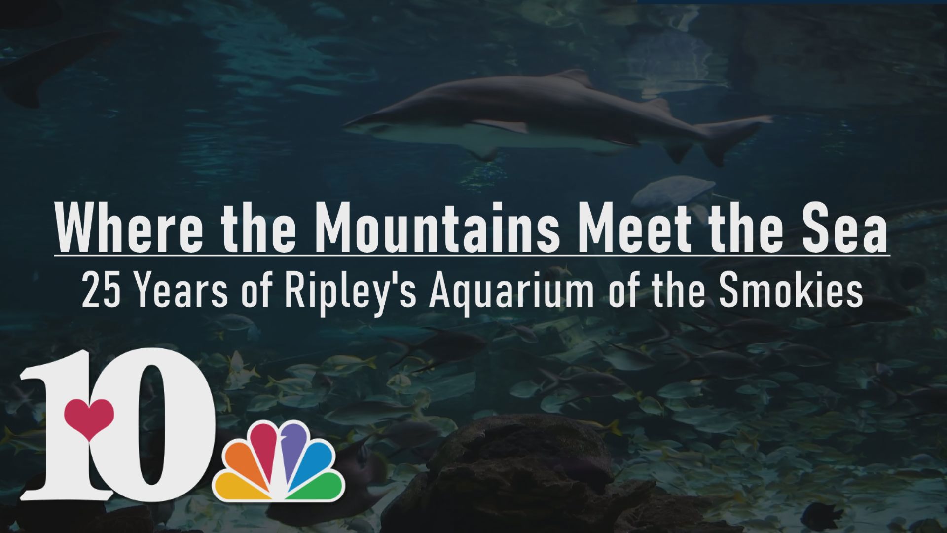 Dive into 25 years of wonder at Ripley’s Aquarium of the Smokies, where sea life, science, and Smoky Mountain magic come together.