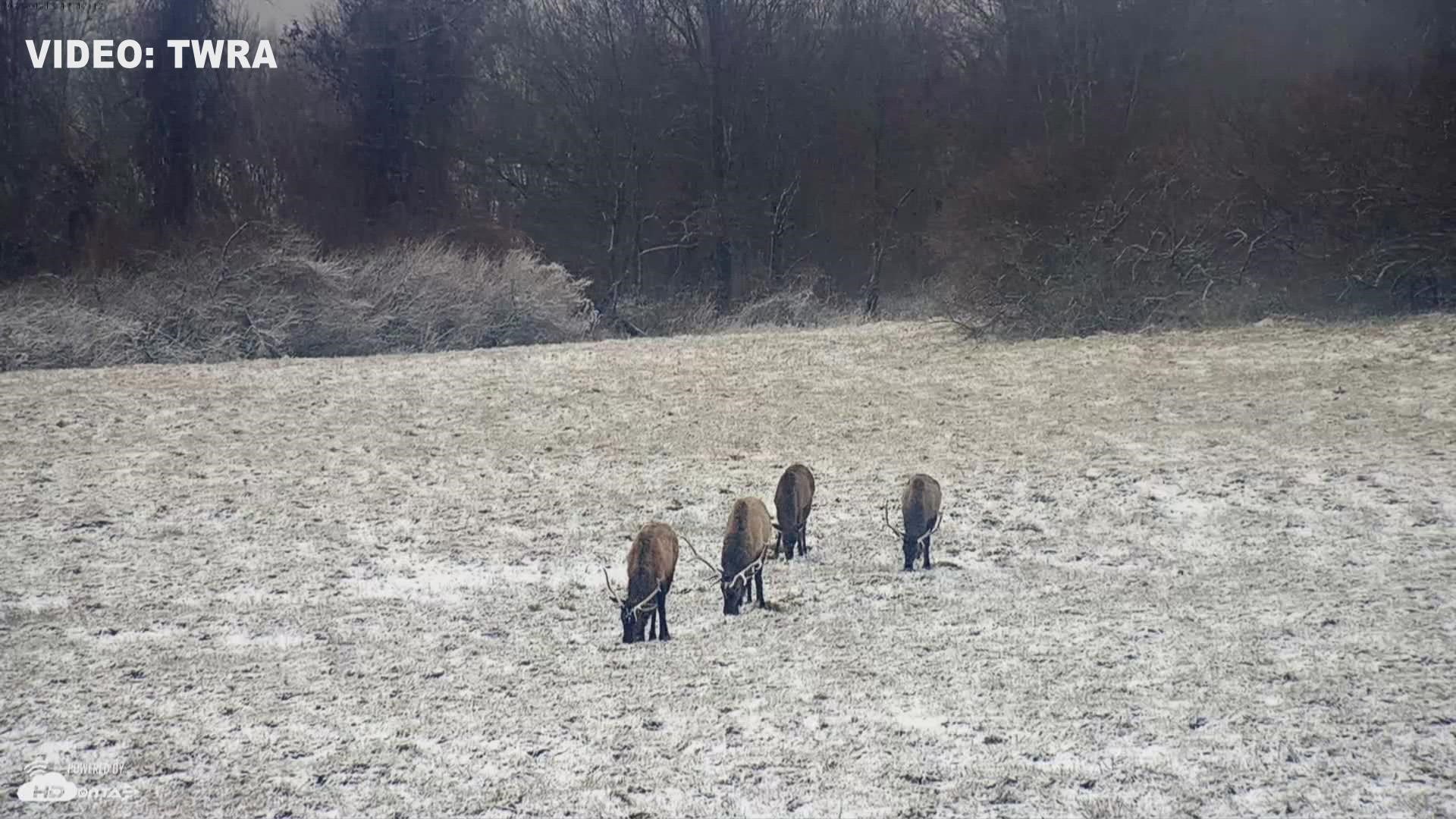 The TWRA's cameras caught a group of elk enjoying a tasty treat of some snowy grass on Friday.