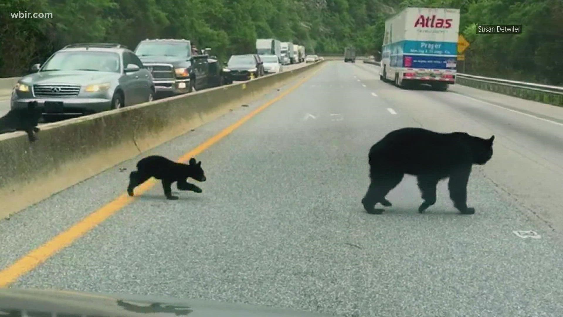 Just over the state line in NC on a stretch of I-40 through the Pigeon River Gorge, cars have hit and killed at least 9 bears in the last 3 months.