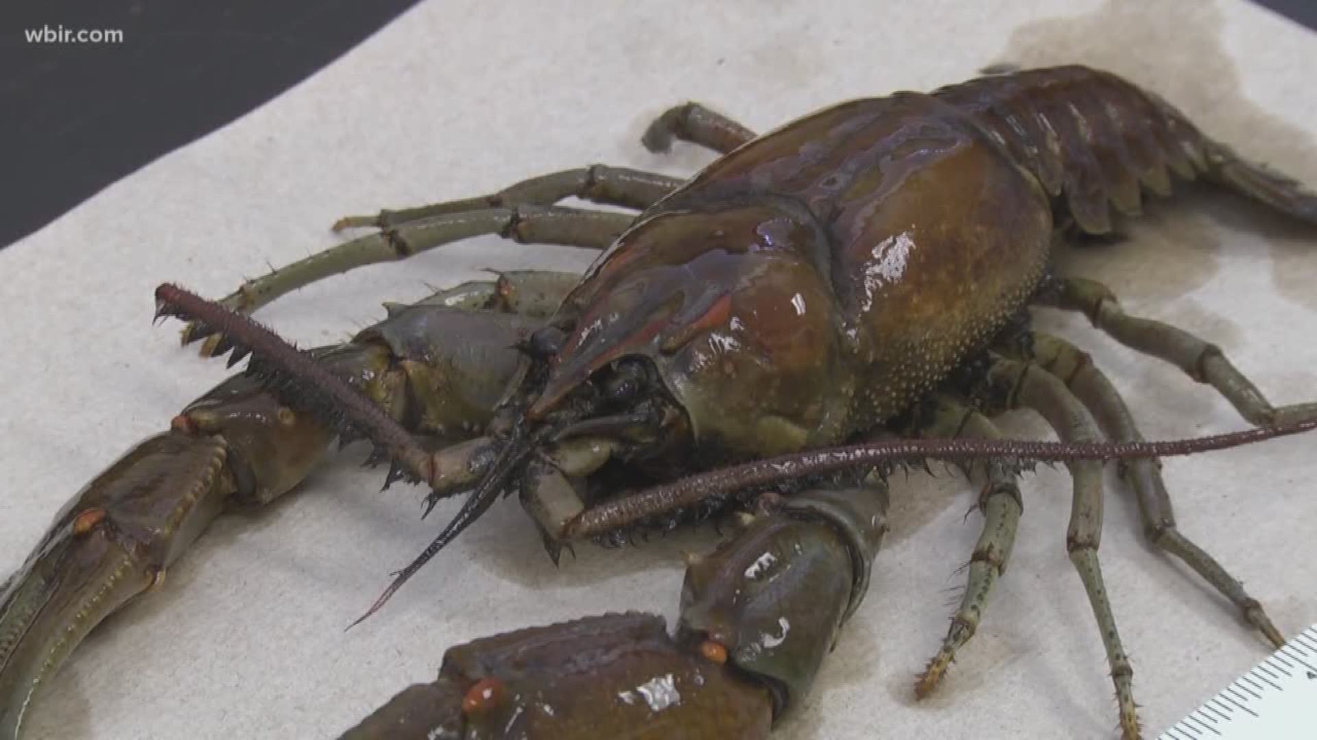 No, it's not a lobster. The 10-inch crawdad had been found inside a water intake plant in the Bowling Green area.