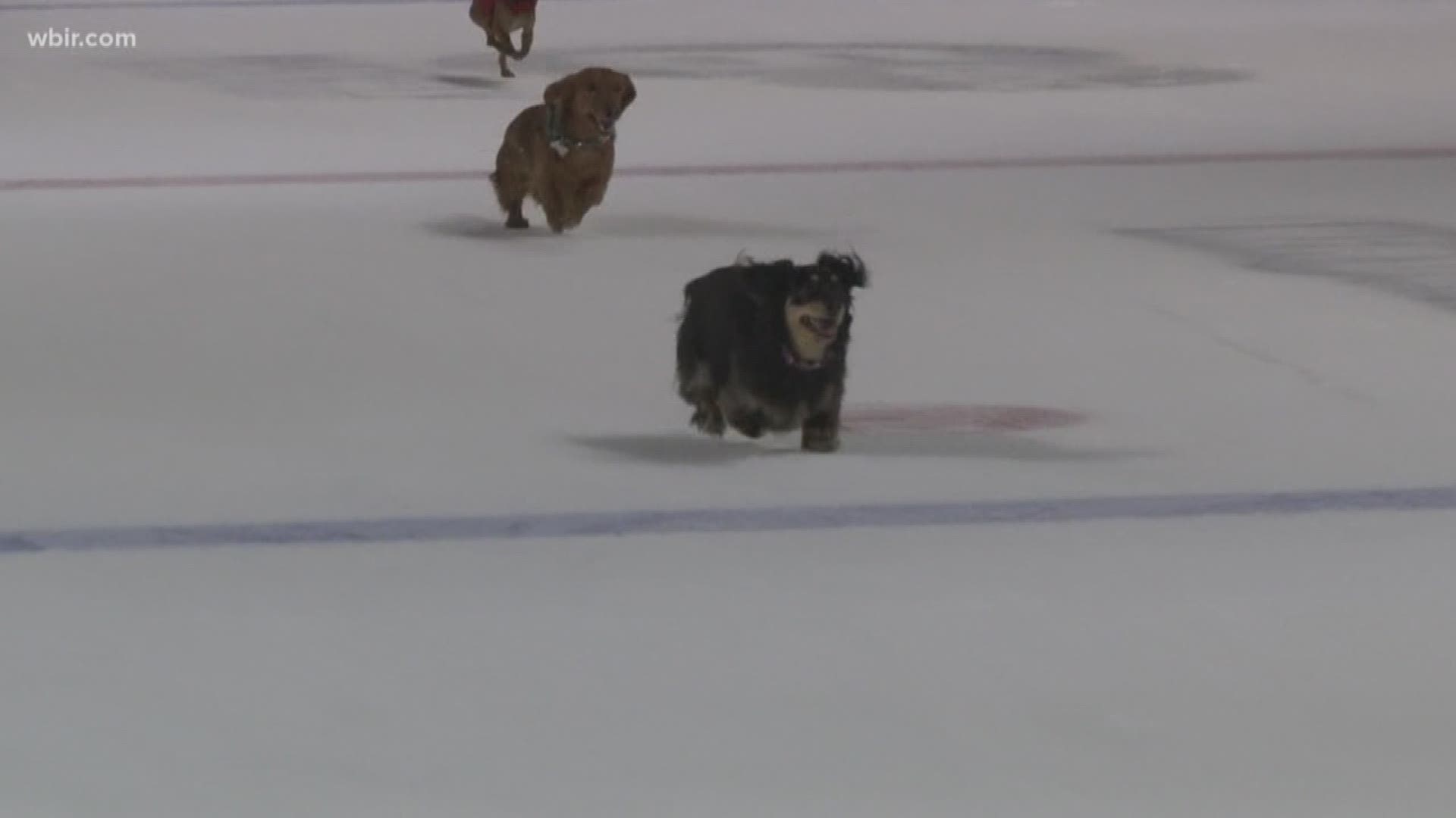 Legions of wiener dogs tested their speed on the ice.