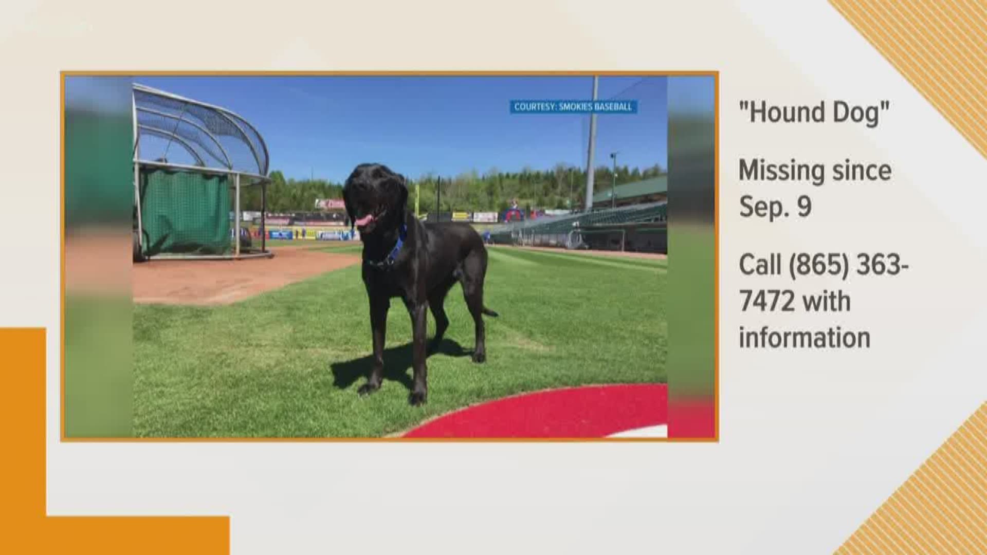 In Sevier County, the Tennessee Smokies are searching for their missing grounds dog. The baseball team says "Hound Dog" escaped the stadium on Monday.
