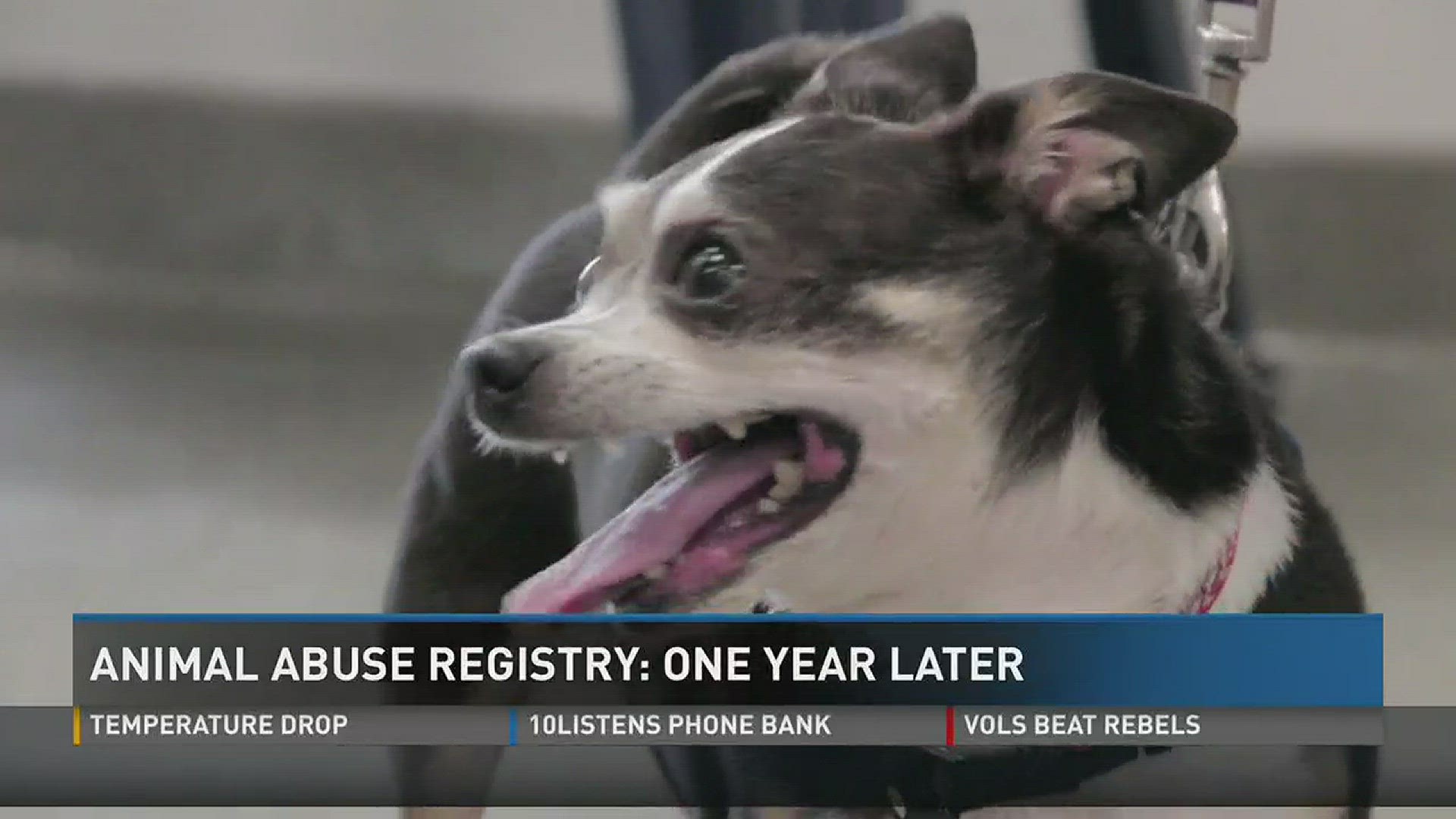 Feb. 8, 2017: A look at the state of Tennessee's Animal Abuse Registry, whether the registry has served it's purpose in the first year and what if any "loopholes" exist.