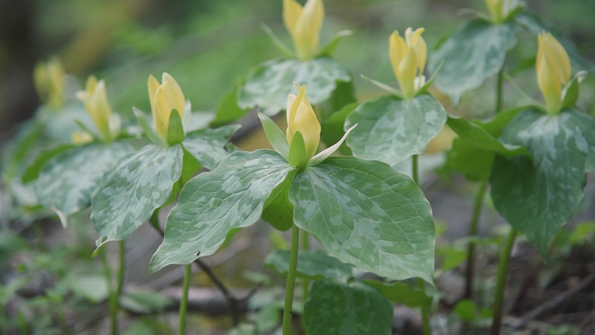 The Cove Hardwood Nature Trail is an easy loop at the Chimneys Picnic Area that runs just under a mile and offers some of the park's best wildflower viewing.