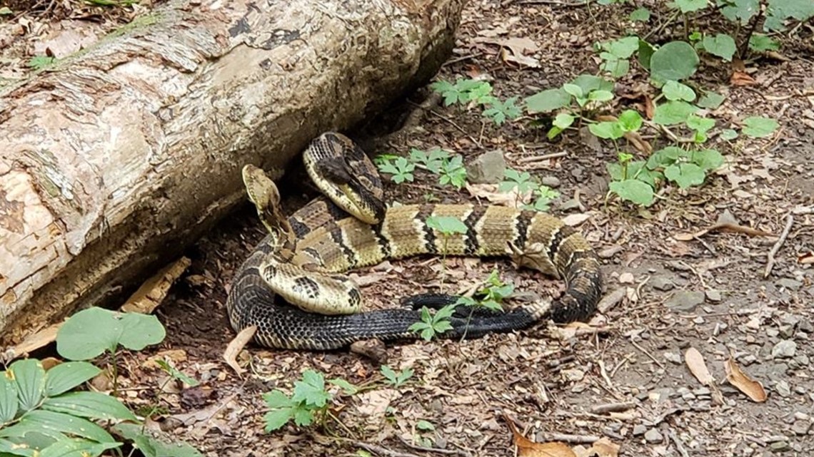 WATCH Get up close and personal with two 'dancing' Timber Rattlesnakes