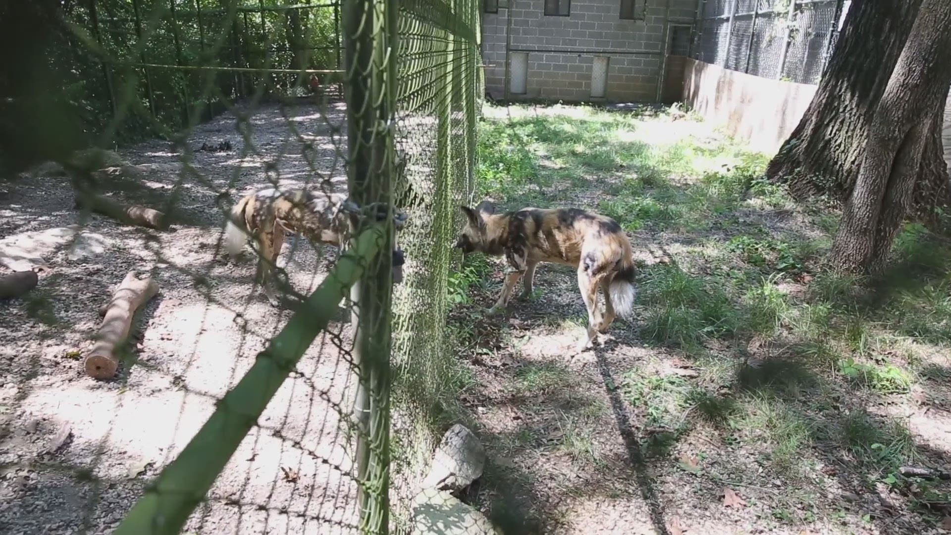 Five endangered African painted dog pups born at Zoo Knoxville in January are making their public debut this weekend. Video from Zoo Knoxville.