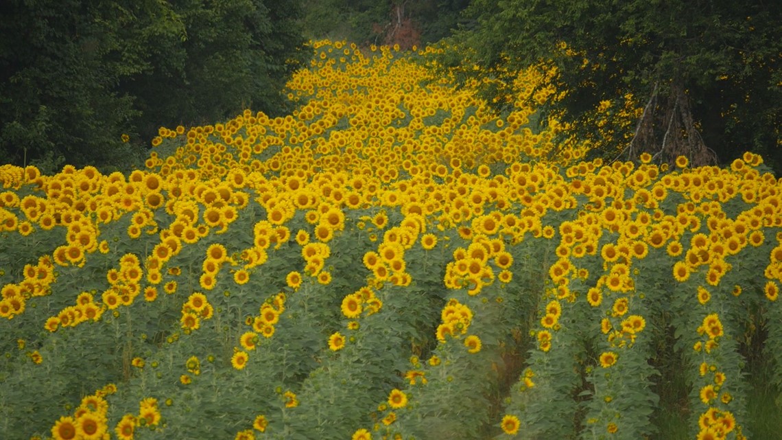 Sunflower Festival to be held in East Tennessee this weekend