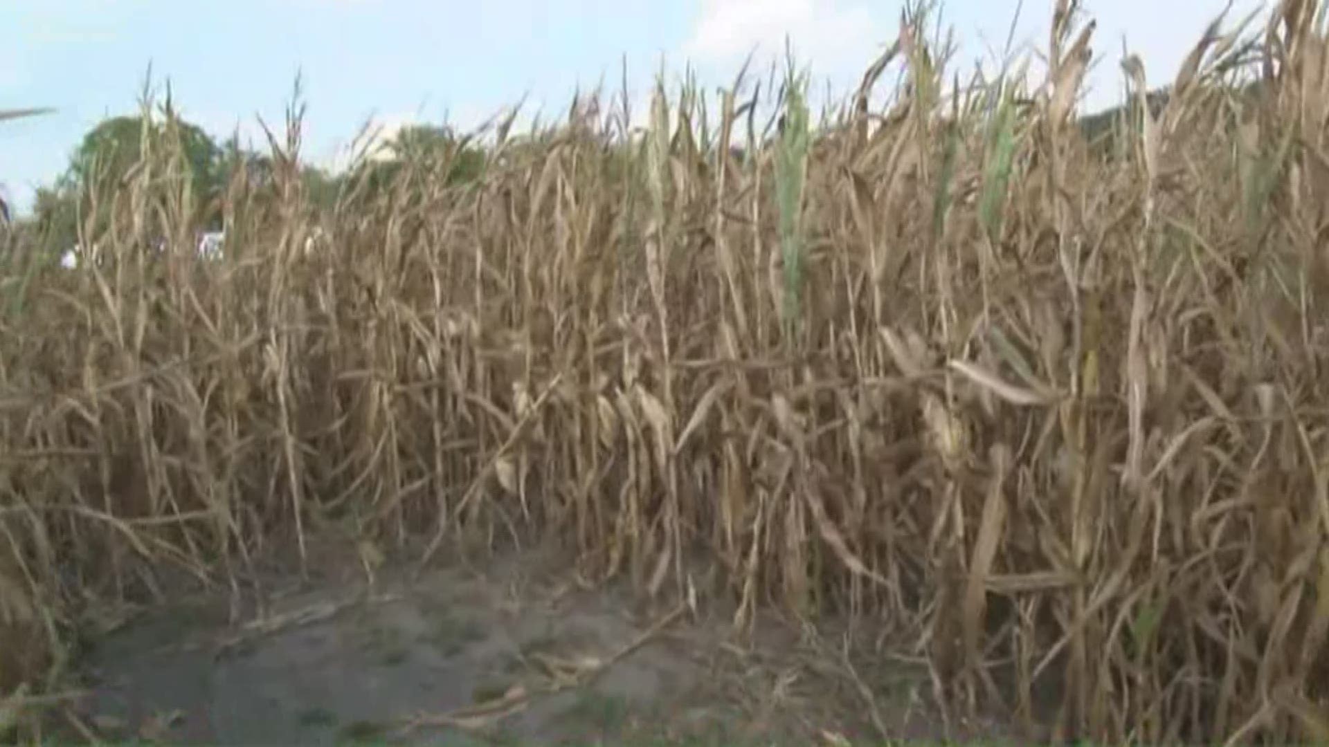 First Baptist Sevierville's free corn maze is Sept. 30, Oct. 1, 2 & 4 (5:30pm) and 5 (4pm) across from Sevierville City Park (1010 Park Rd). Sept. 30, 2019-4pm.