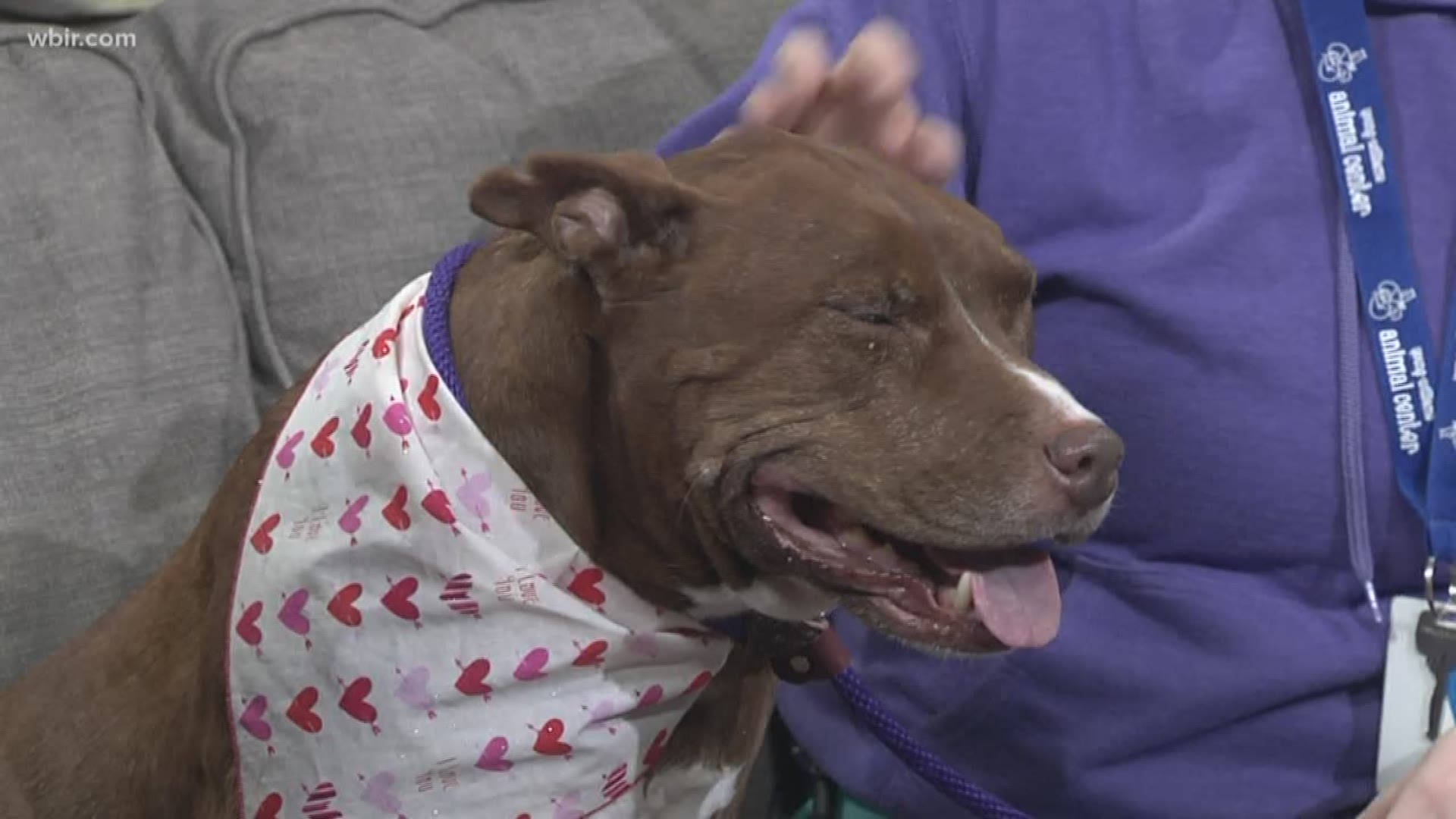 Young Williams Animal Center introduces us to an adoptable pet named Cash.