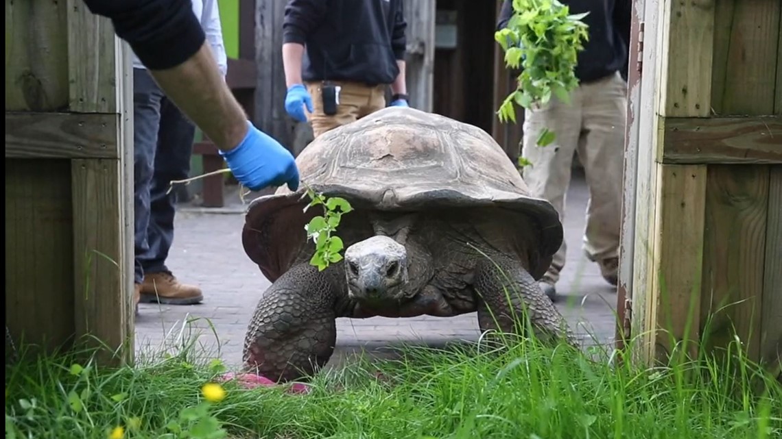 Zoo Knoxville's Al the giant tortoise loves spring & can't wait to see visitors