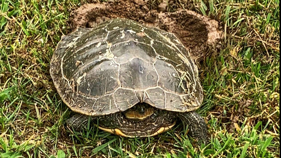 Turtles are coming out slowly TWRA urges people to leave turtles