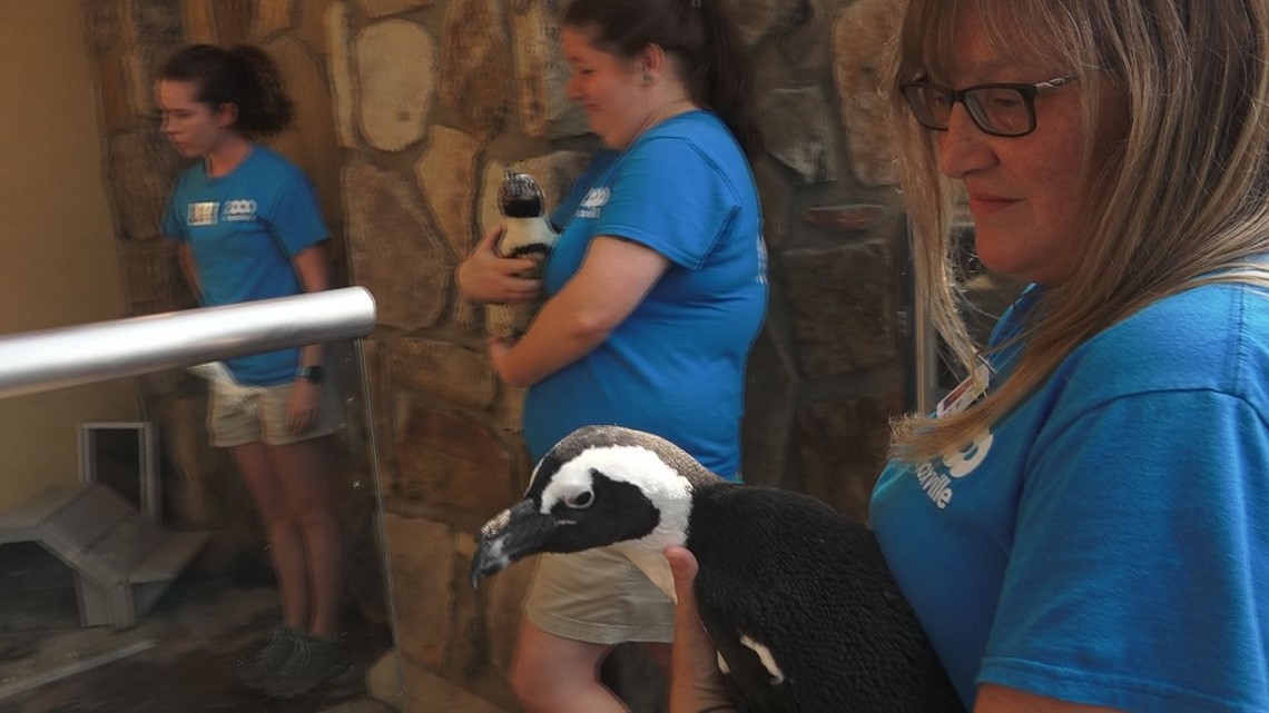 Zoo Knoxville Penguins arrive at their new home in Gatlinburg