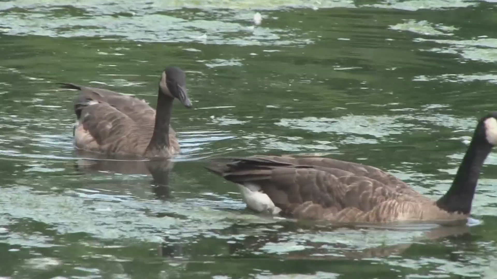 The association said it reached out to the U.S. Department of Agriculture to remove geese and euthanize them.