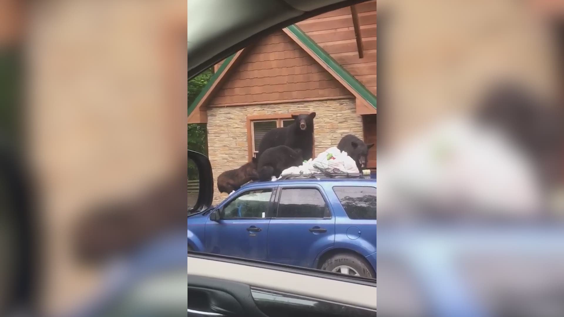 A viewer spotted a mama bear and her three cubs digging into trash in Gatlinburg.