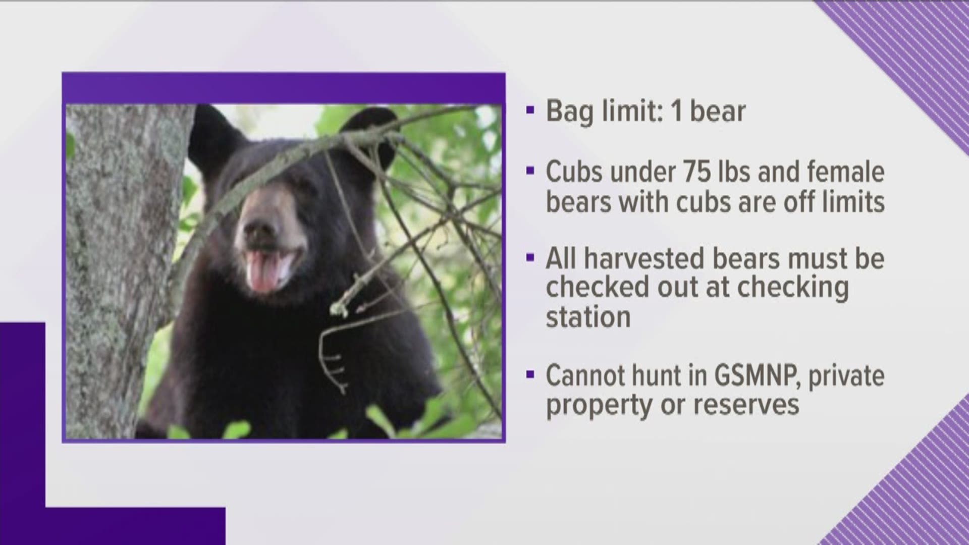 Bear hunting season started Sept. 28 and runs until Dec. 29. Hunters often like to use dogs but they're only allowed in certain areas.